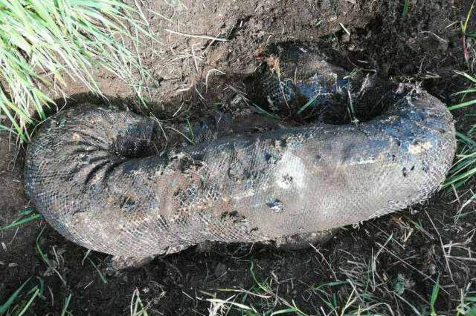 Police hunt owner of 'smelly and hefty' snake found in shallow grave ...