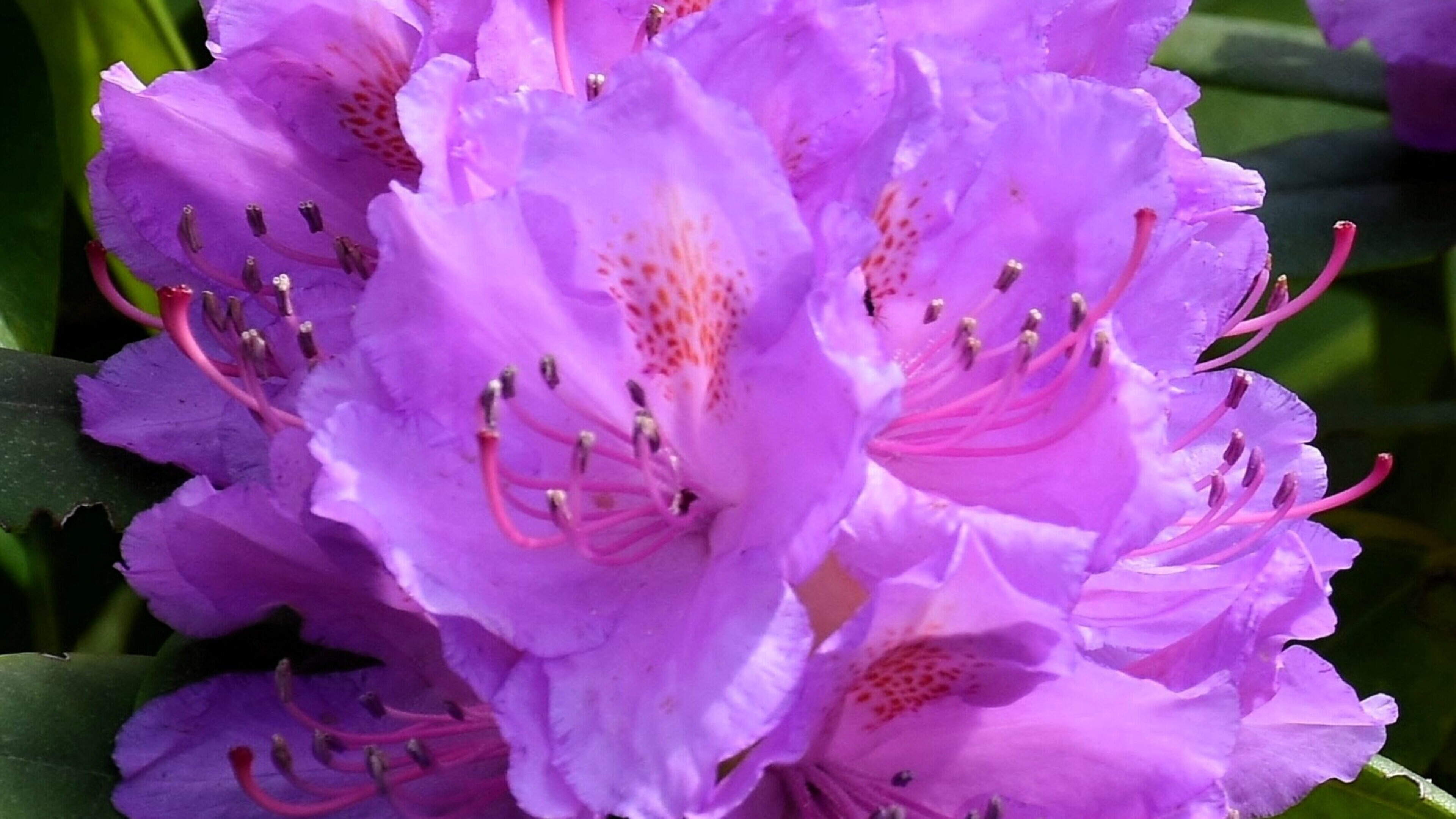 Nature Trail: Rhododendrons may be beautiful, but they are invasive aliens