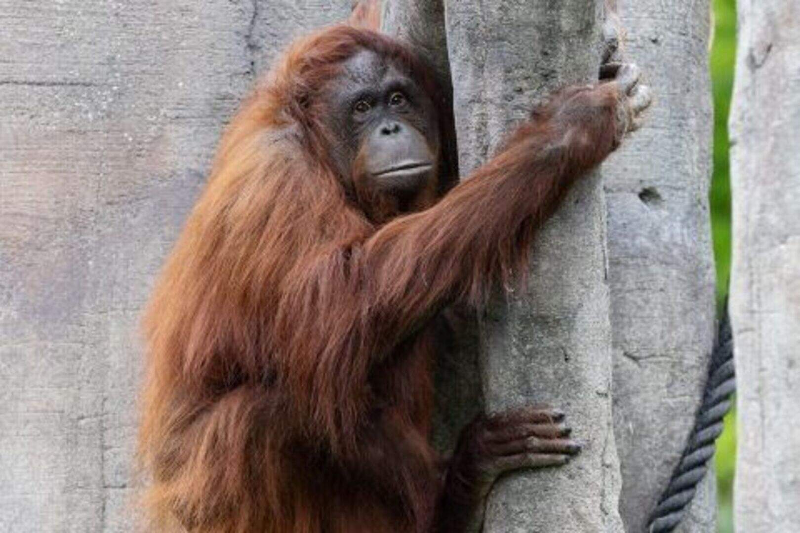 [Image: Miri%20Dublin%20Zoos%20newest%20Bornean%...blin%20Zoo]