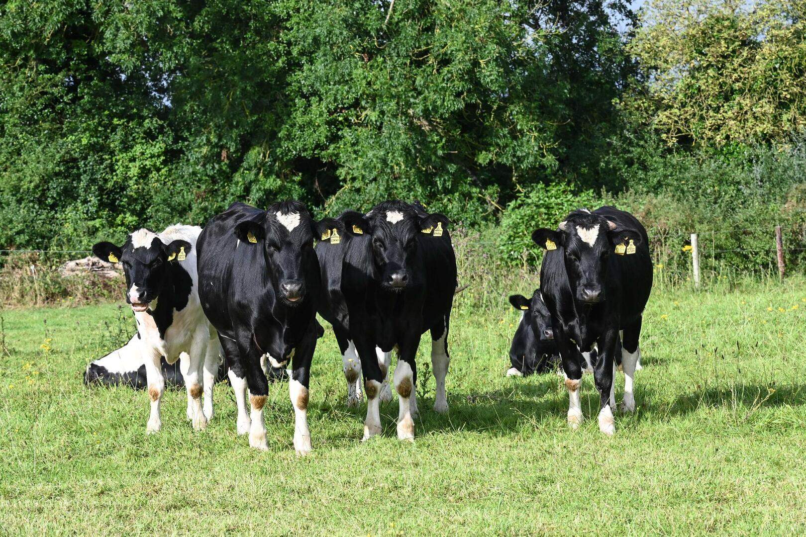 John Heney: Why a 24-month rule would destroy Irish beef’s global ...