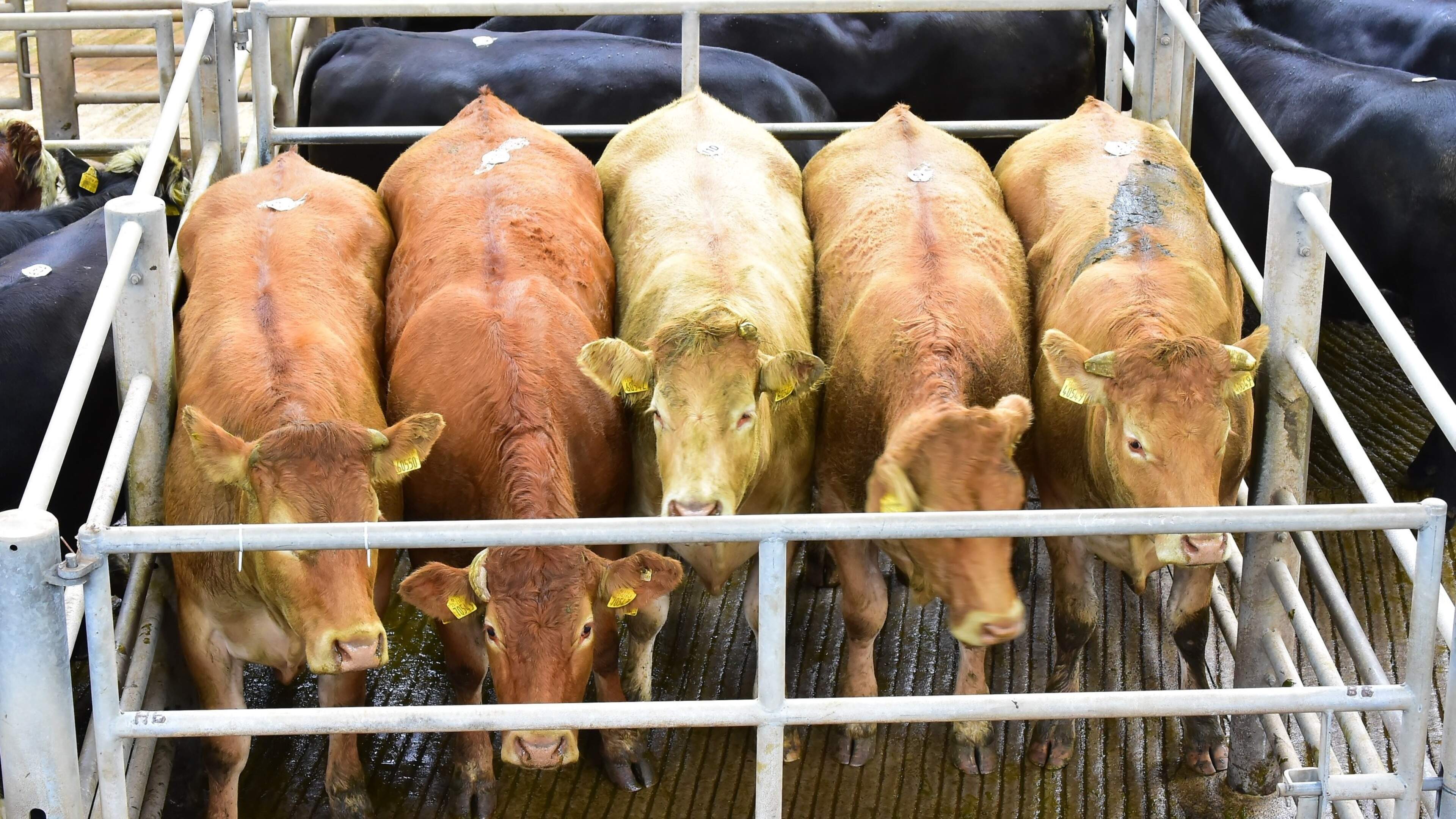 Drought impacts mart trade as farmer demand for stores softens