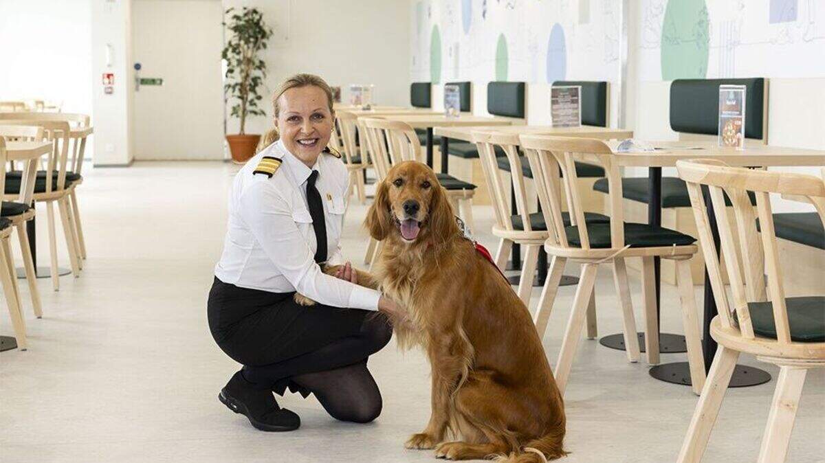 ‘Leaving a pet behind can be lonely’ – Irish Ferries adds new ‘pet dens ...