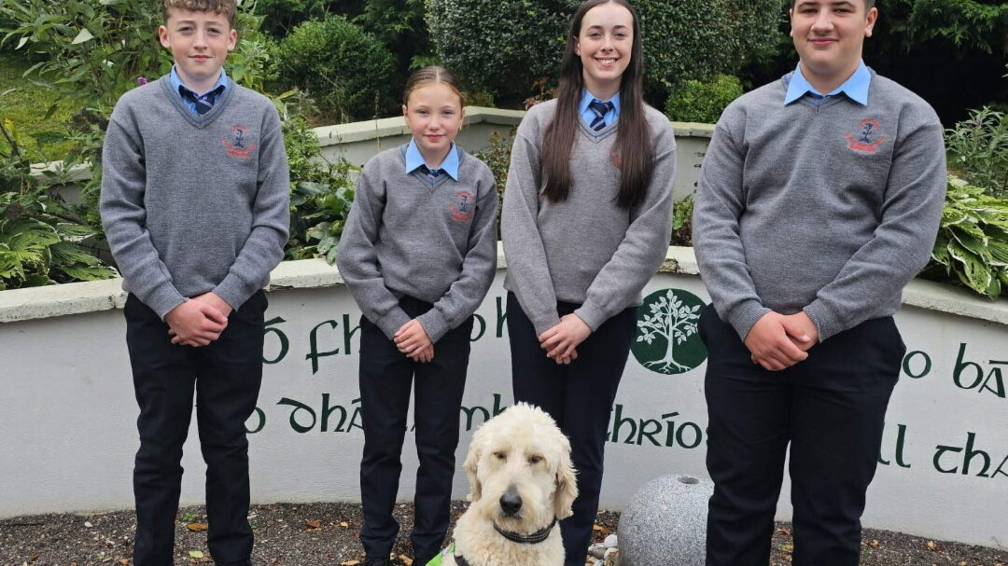 Meet the adorable Ed, a Cork secondary's beloved support dog, brightening students’ lives since 2022