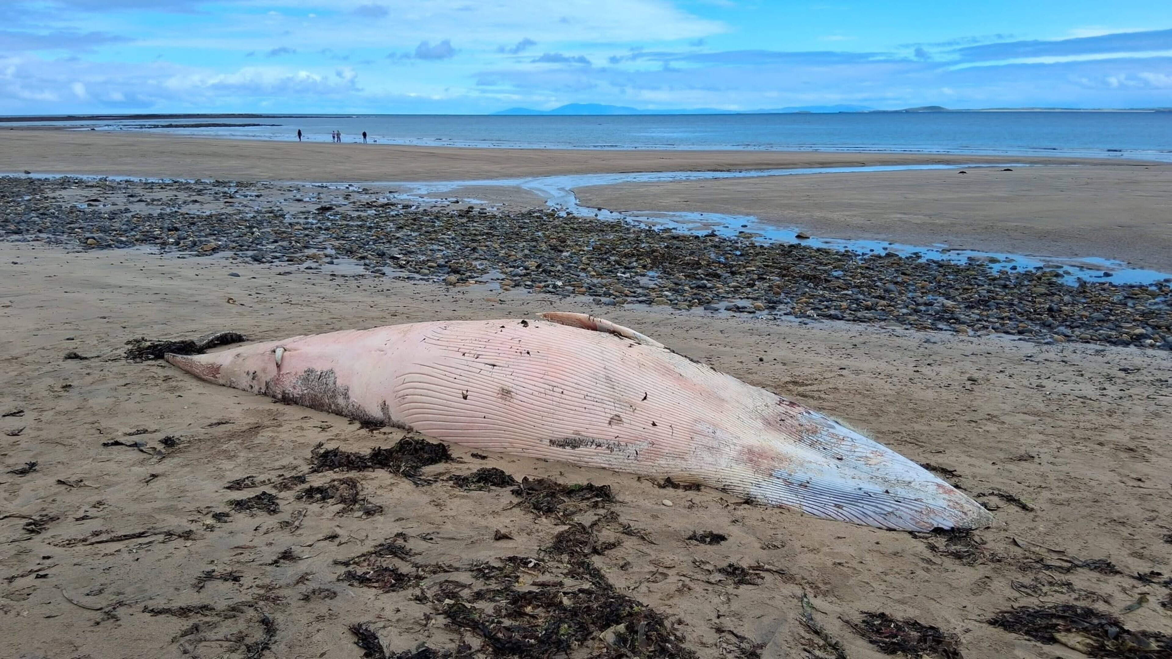 Dead minke whale washes up on high tide at Dunmoran