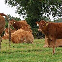 Farmers considering converting to organic should visit as many farms as ...