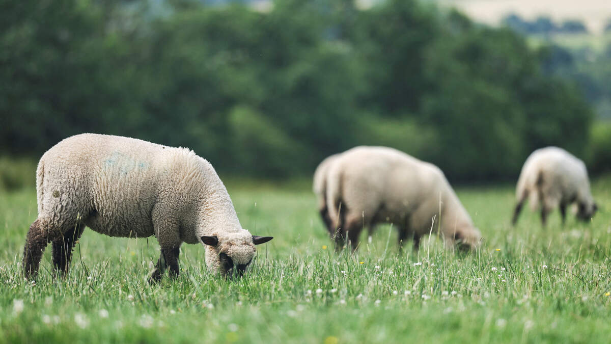 4 in 10 sheep farmers drawing a pension: Can sheep farming attract the next generation?