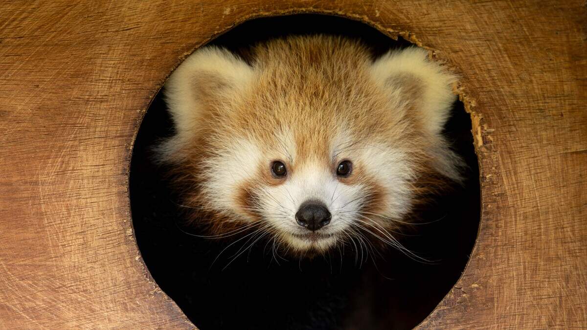 Public invited to name two newborn twin red panda cubs born at Fota Wildlife Park