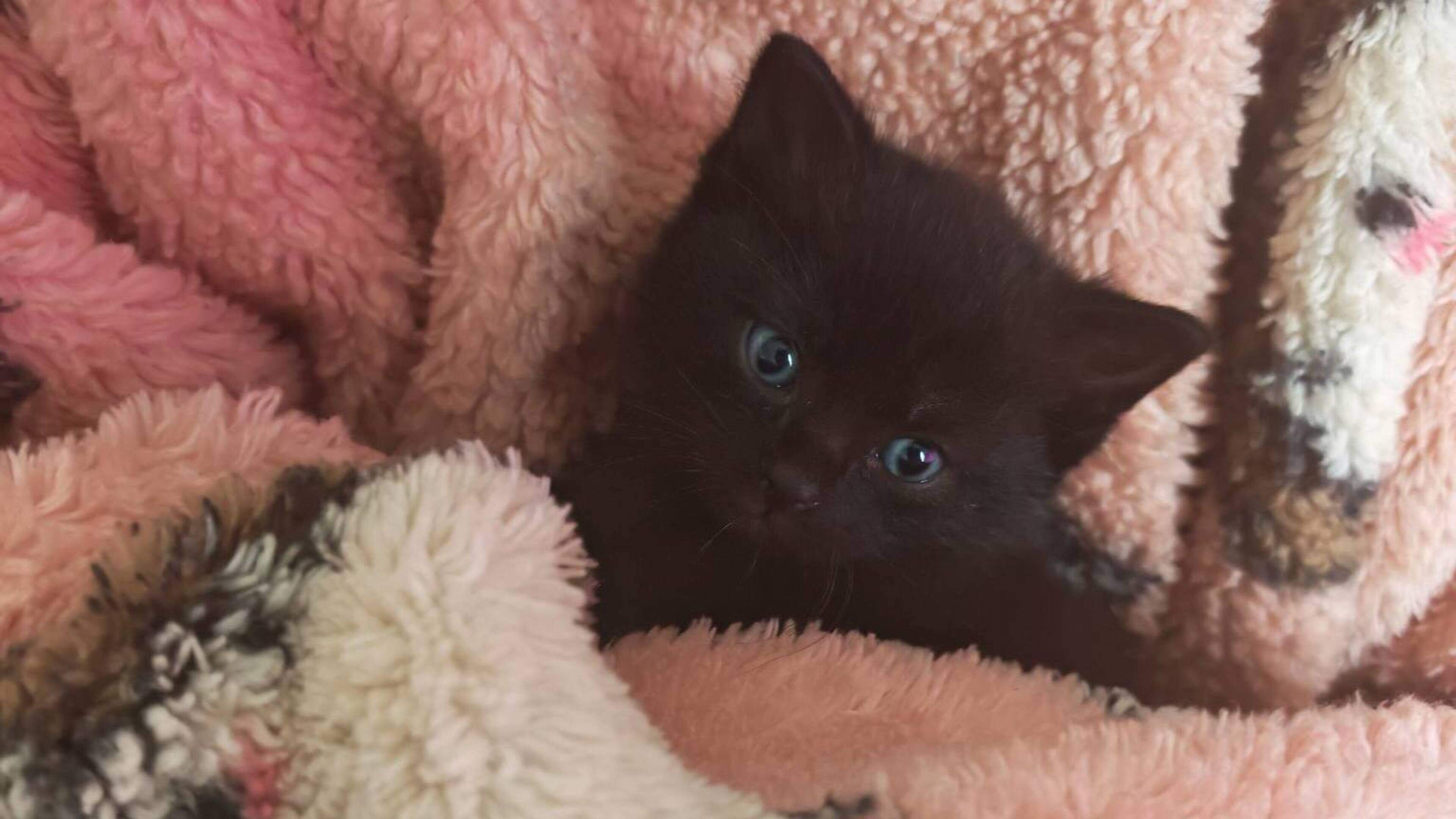 Kitten spotted being ‘harassed’ by crows in Galway rescued by kind passer-by