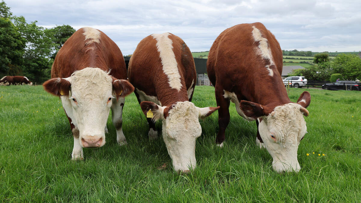 Factories cut beef prices again as June trade defies expectations