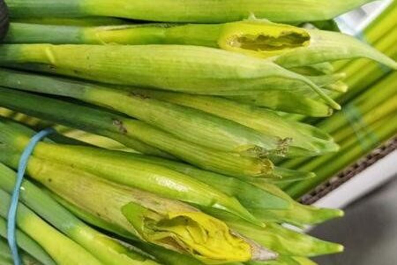 €7,500 lost to slugs and rain: the brutal reality of a daffodil harvest ...