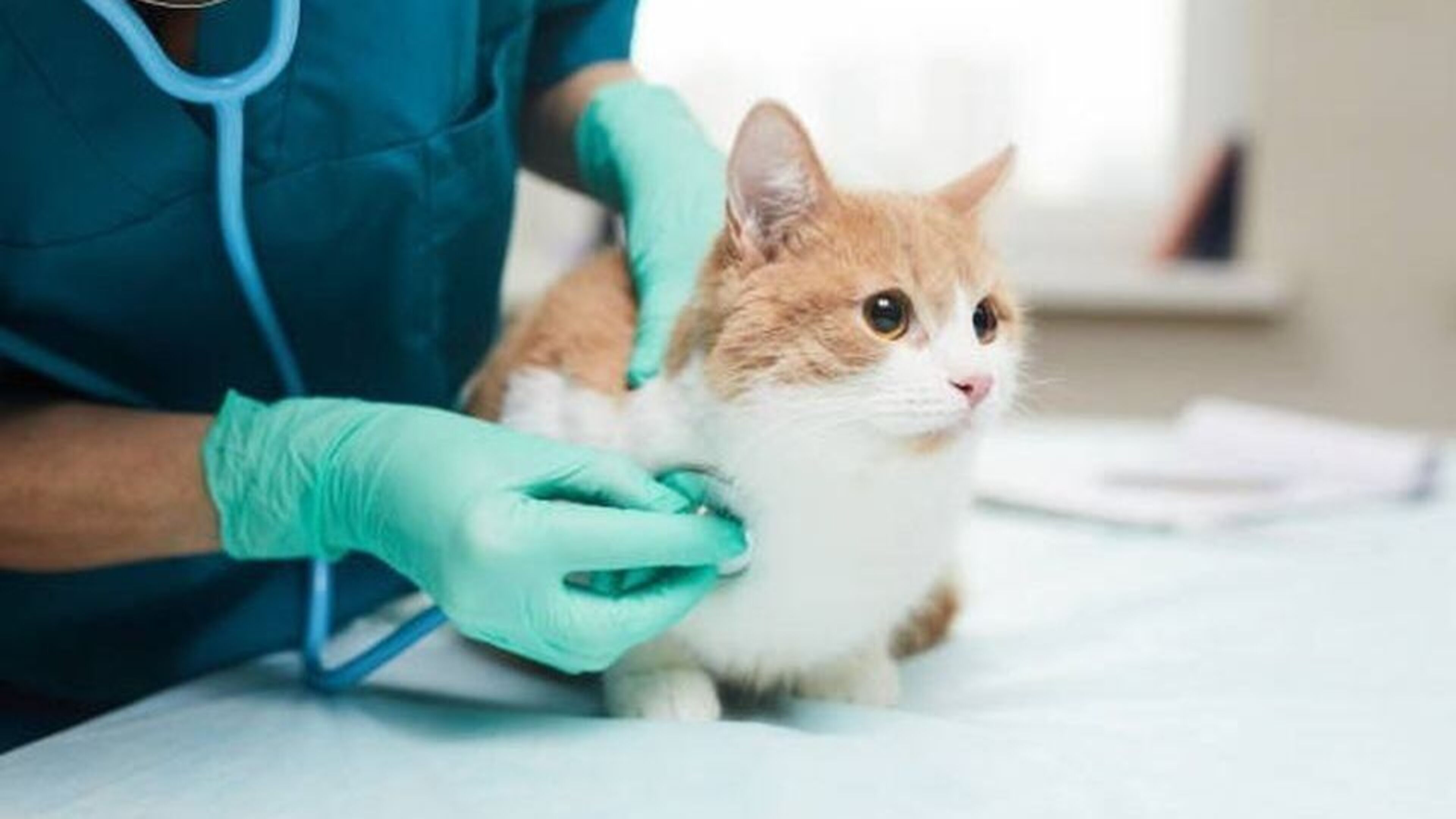 Structural damage at vet hospital in Wexford leads to temporary closure for essential repairs
