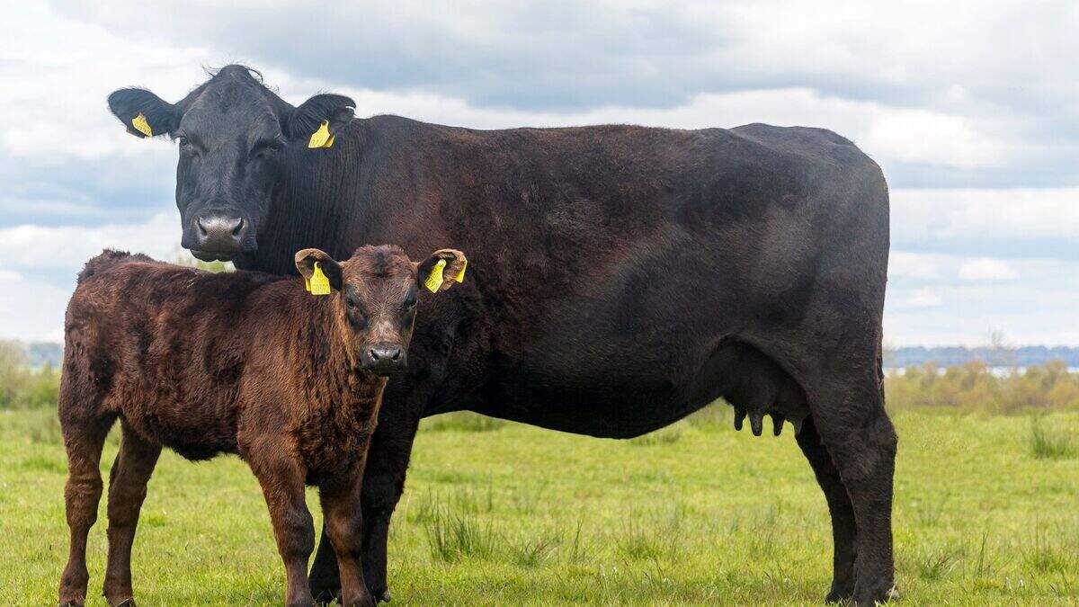 Some €113 more per carcass from five-star animals, new data shows