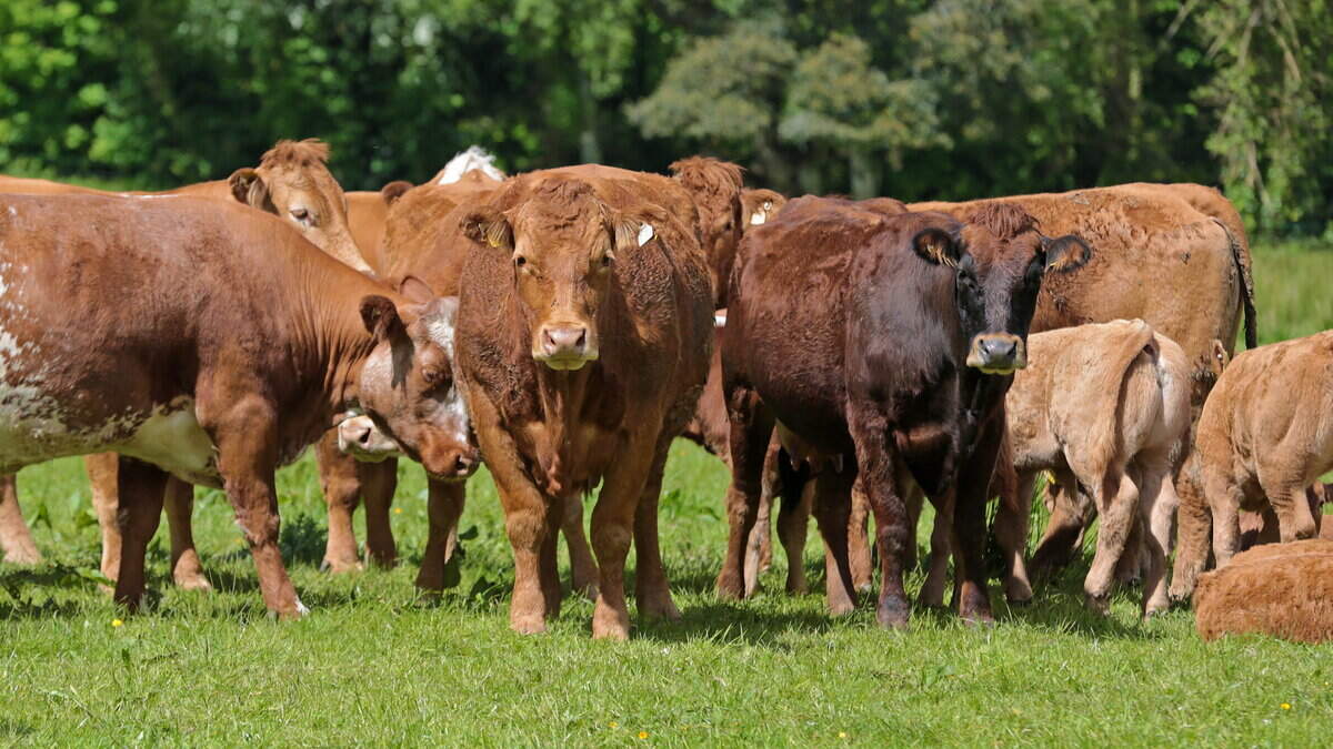 The 3 key targets that could boost suckler profits by €600/cow — Teagasc