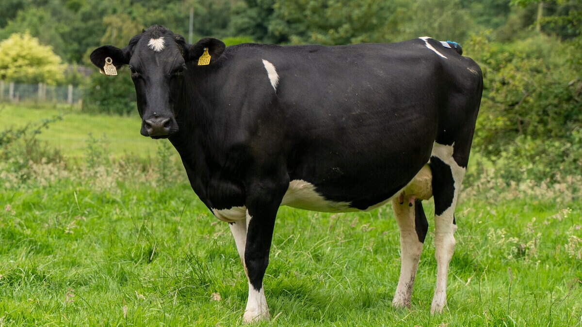Dairy cow numbers up, but no major growth expected before 2028