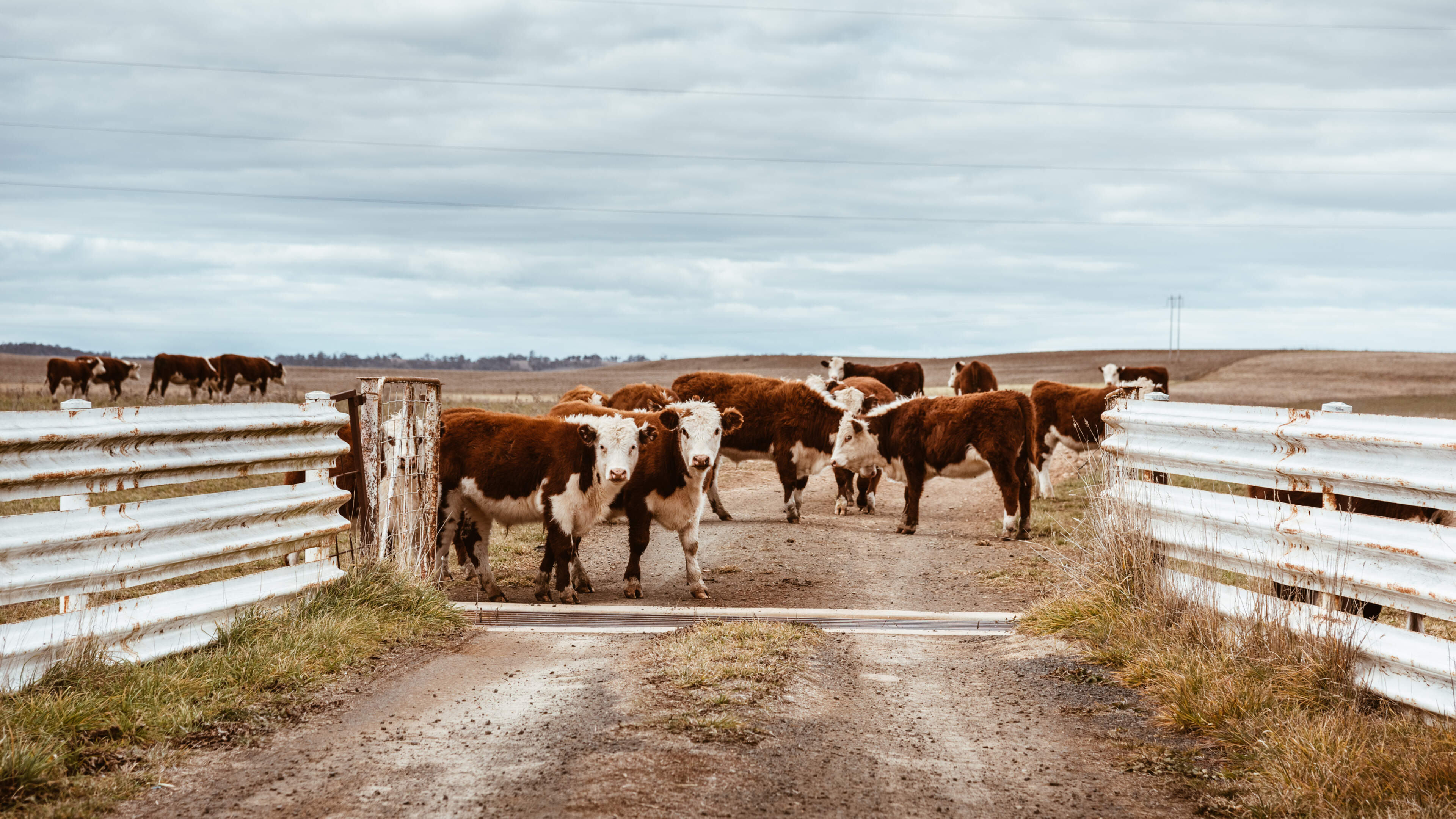 Irish beef prices fall €1/kg in four months as UK imports more Australian beef 