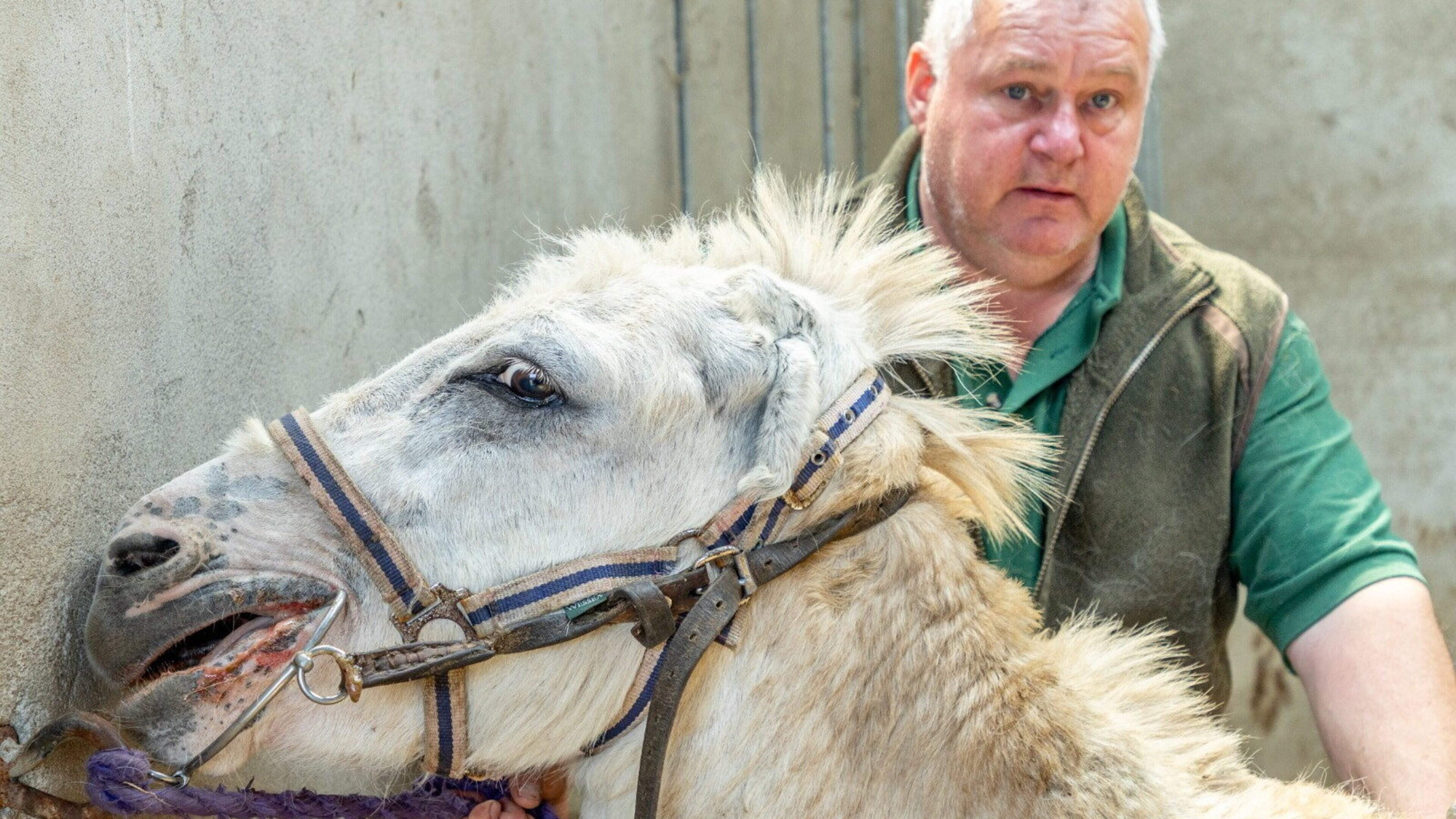 Donegal sanctuary saves two donkeys from ‘dire situation’ in emergency rescue