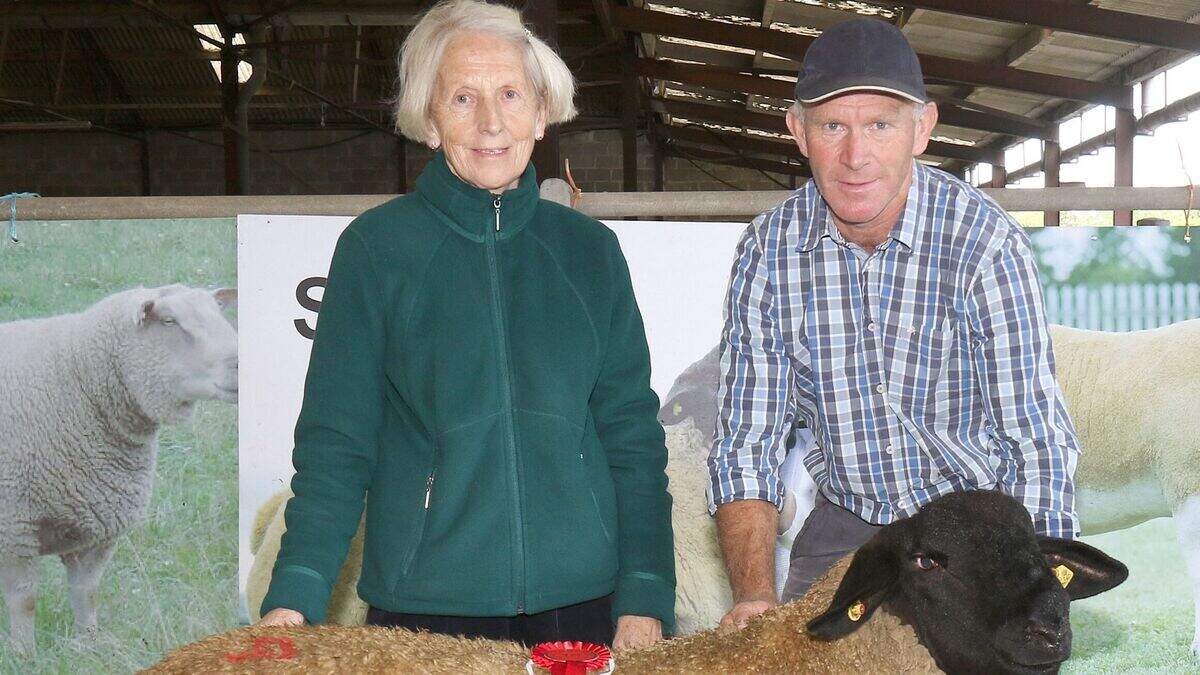 Wexford Sheep Show and sale proves a great success | Irish Independent