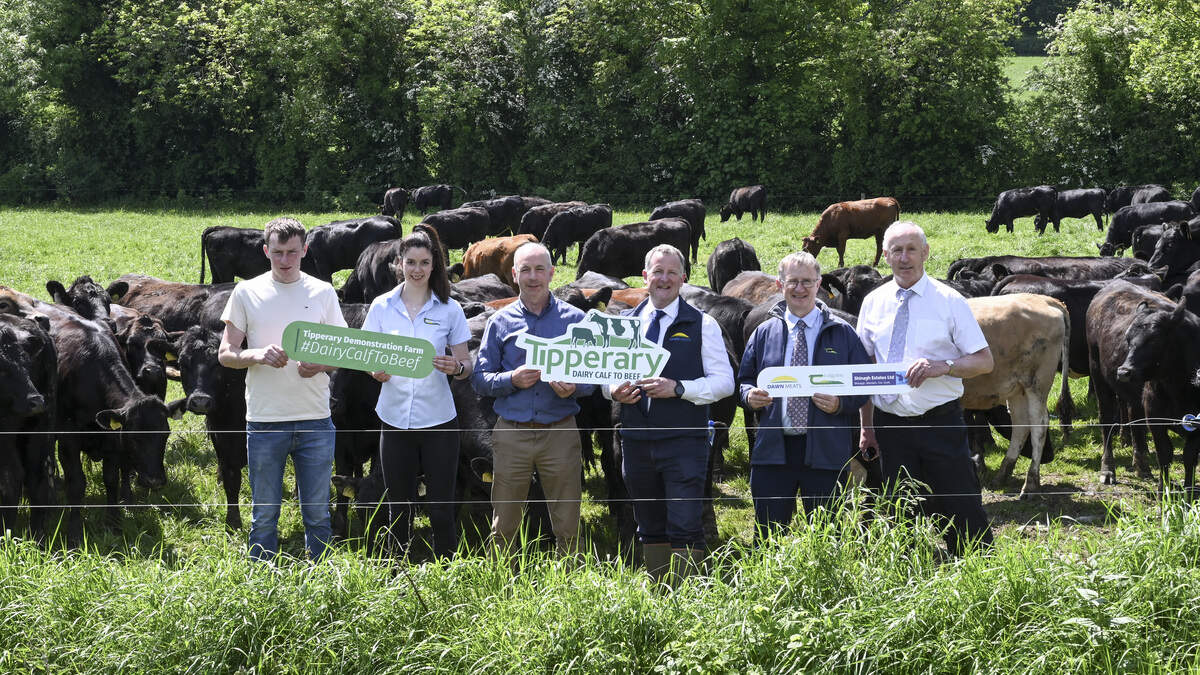 Ballyvadin Farm proves its commercial worth amid beef price surge
