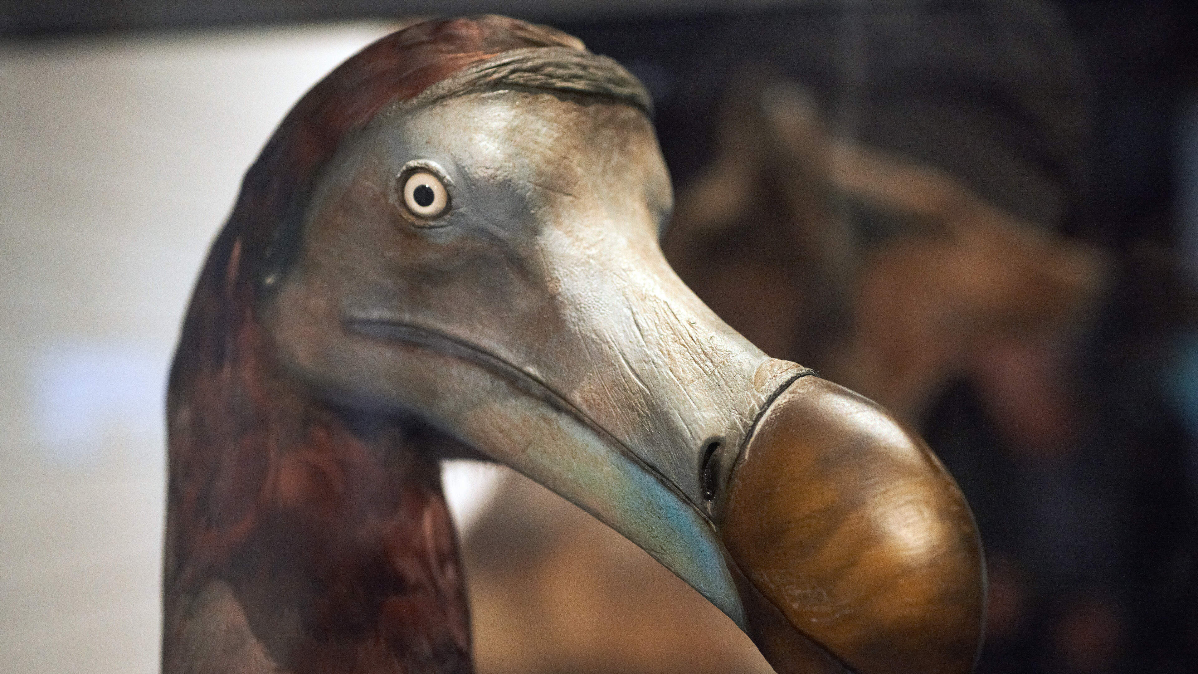 Dodo was actually smart, but trust in humans led to its downfall