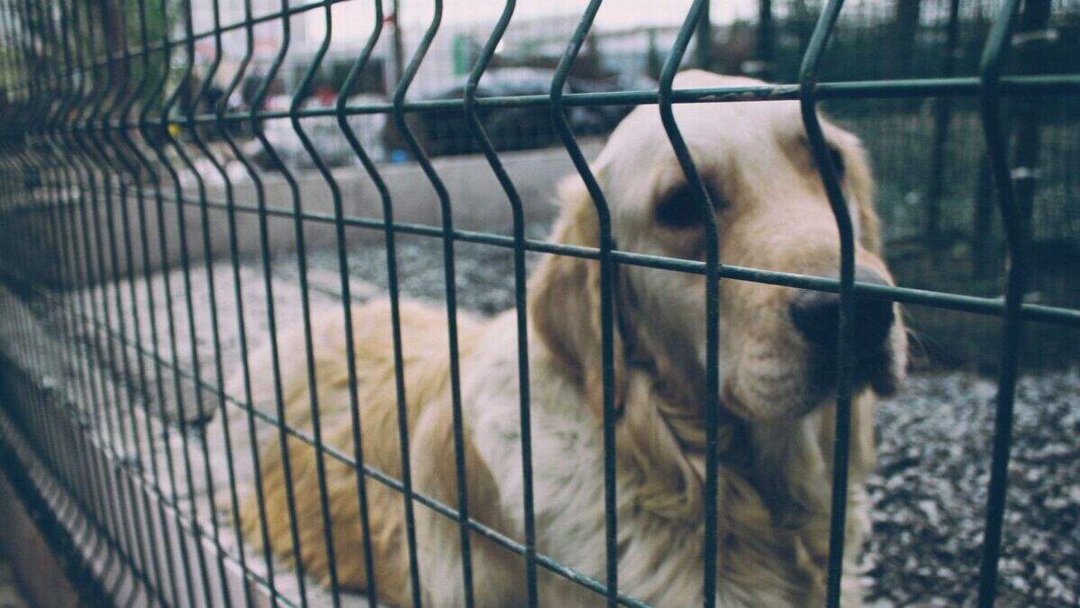 Lessons from the latest dog pound statistics | Irish Independent