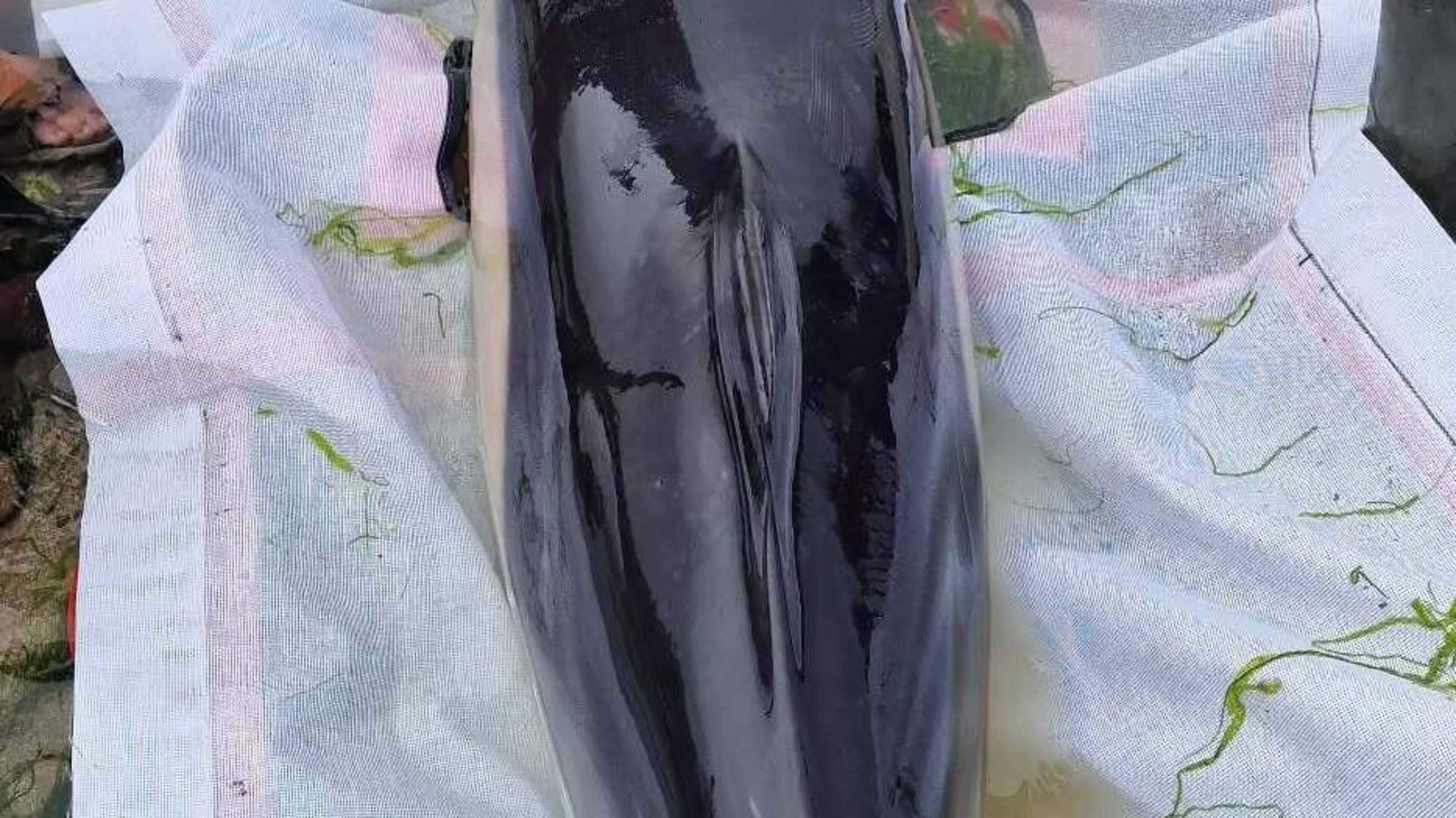 Major rescue operation in West Kerry helped save 12 dolphins - ‘It was the best outcome in difficult situation’
