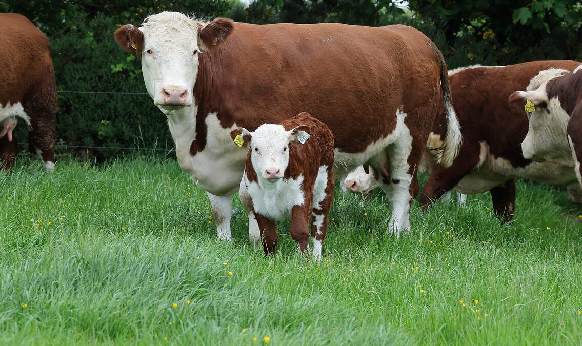 ‘No standing room around the ring' — has the suckler herd turned a corner?
