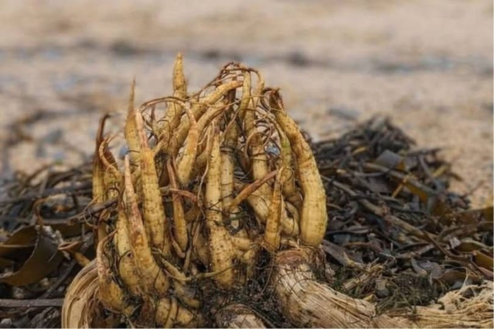 Dead man's fingers': Highly toxic plant reported in fourth beach location  as public warned to avoid touching | Irish Independent