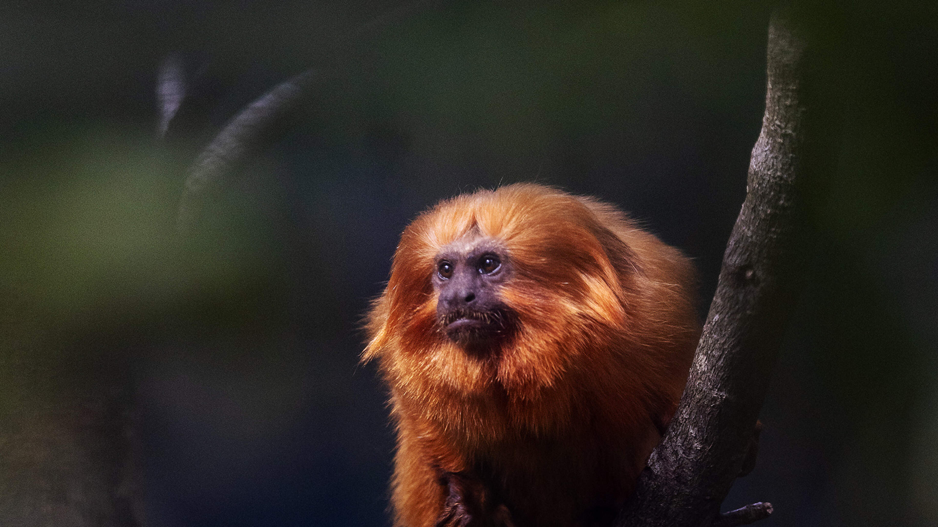 Dublin Zoo welcomes endangered golden lion tamarins and southern tamandua to Rainforest House habitat