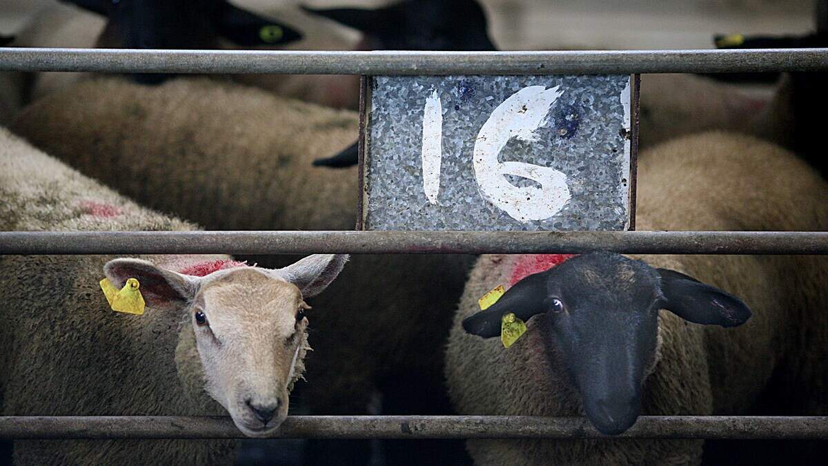Finished lambs continue to trade above €9/kg