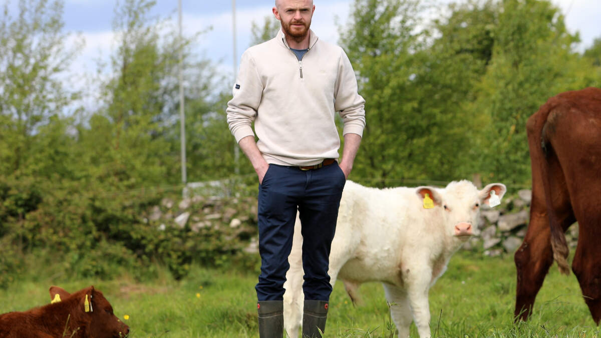 How this Mayo mechanic built an award-winning Shorthorn herd from scratch
