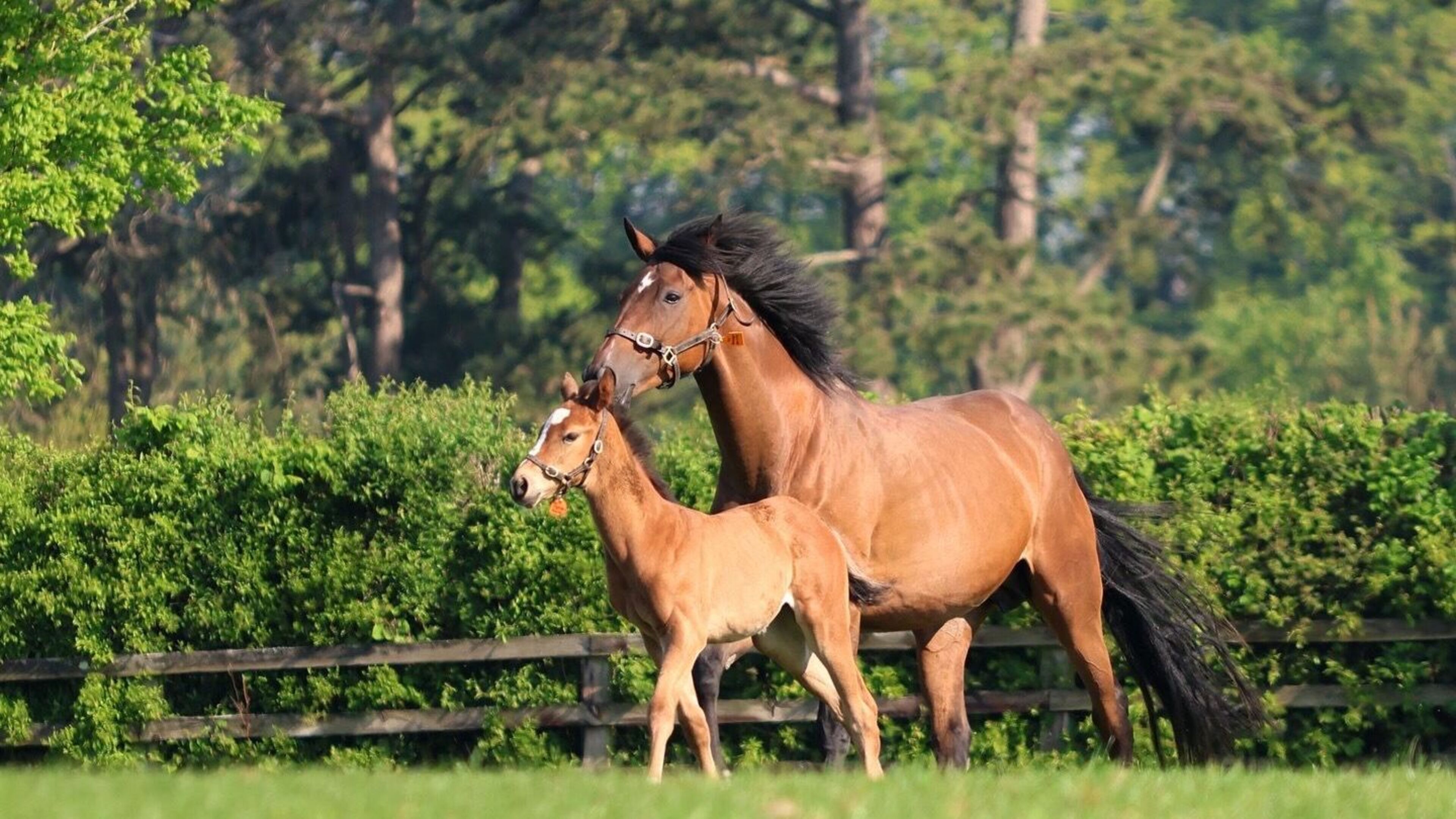 Irish National Stud cuts annual losses in first year without income from star stallion Invincible Spirit