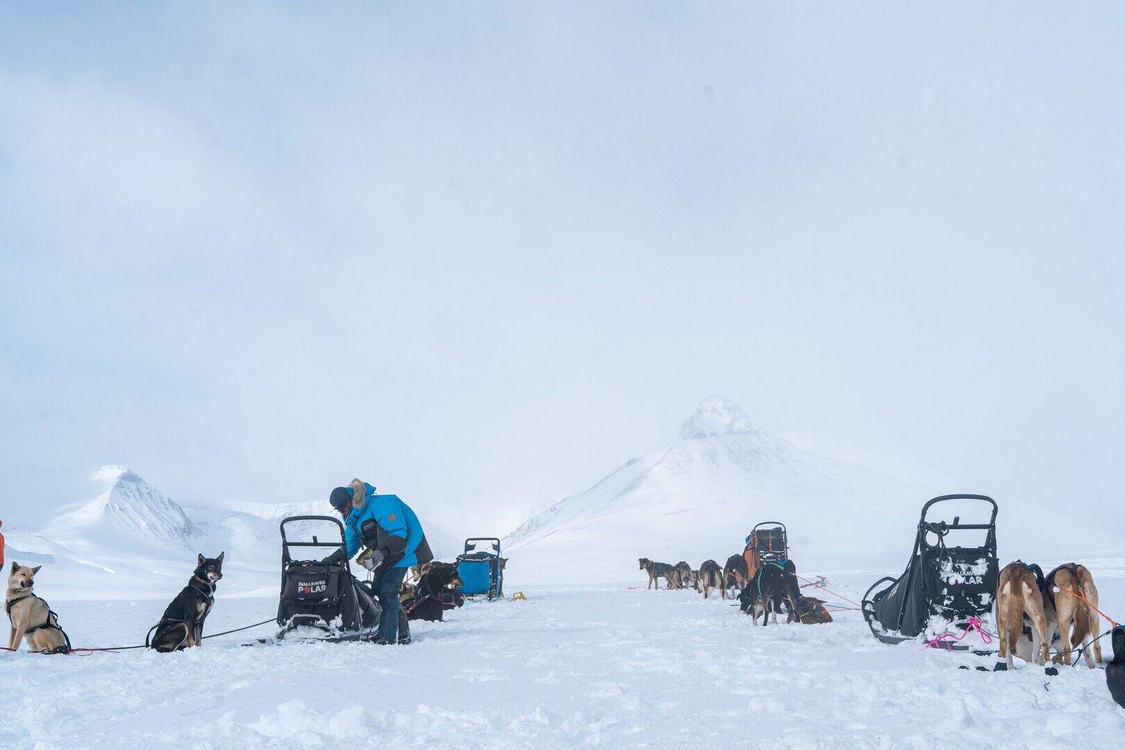 Kerry man teams up with brilliant dog sledding team to tackle 300km ...
