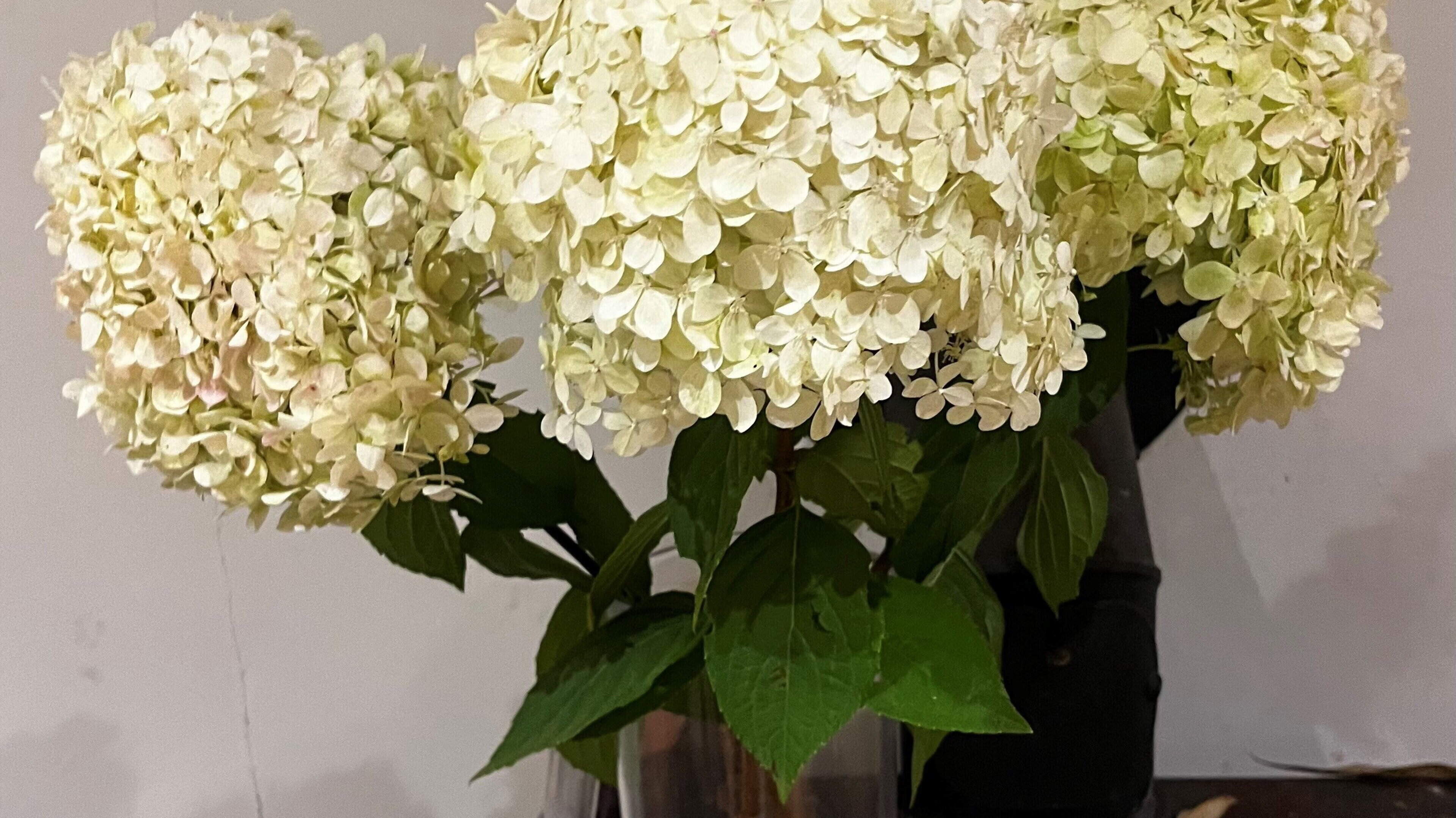 Medders at Large: The mystery of the missing hydrangeas