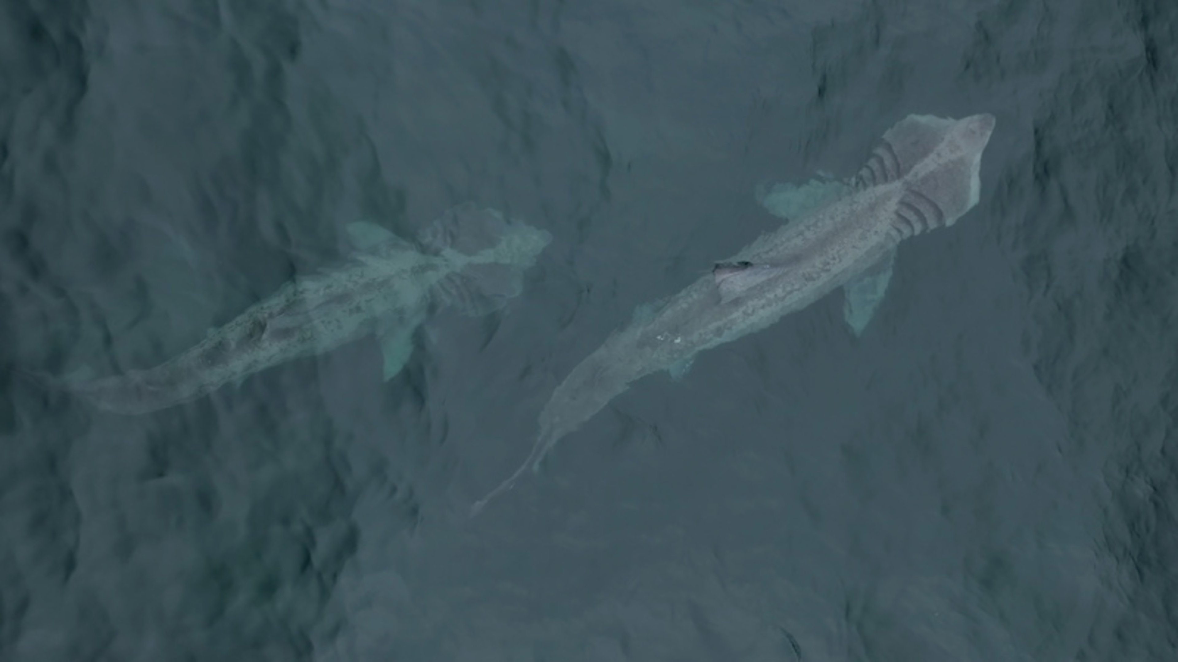 ‘I’ve never seen such a large group so close around the headland’ – dozens of basking sharks seen off Sligo