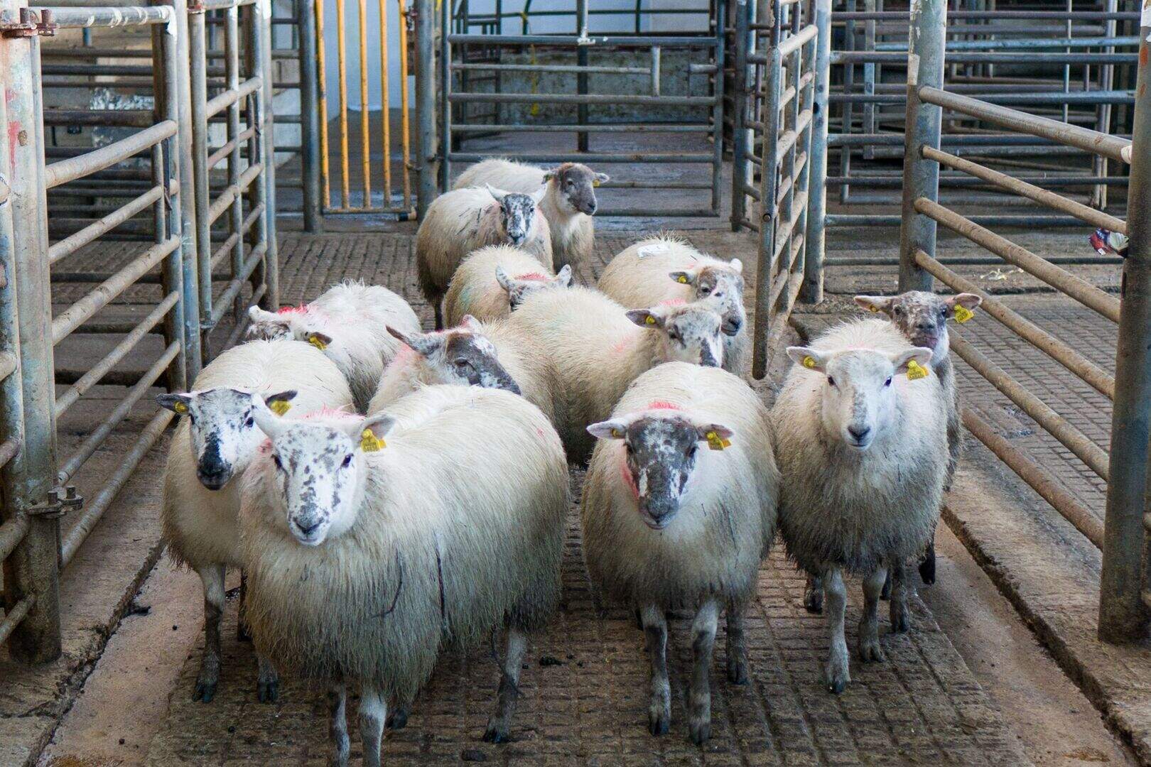 Farmers still holding out hope of €10/kg for spring lamb | Irish ...