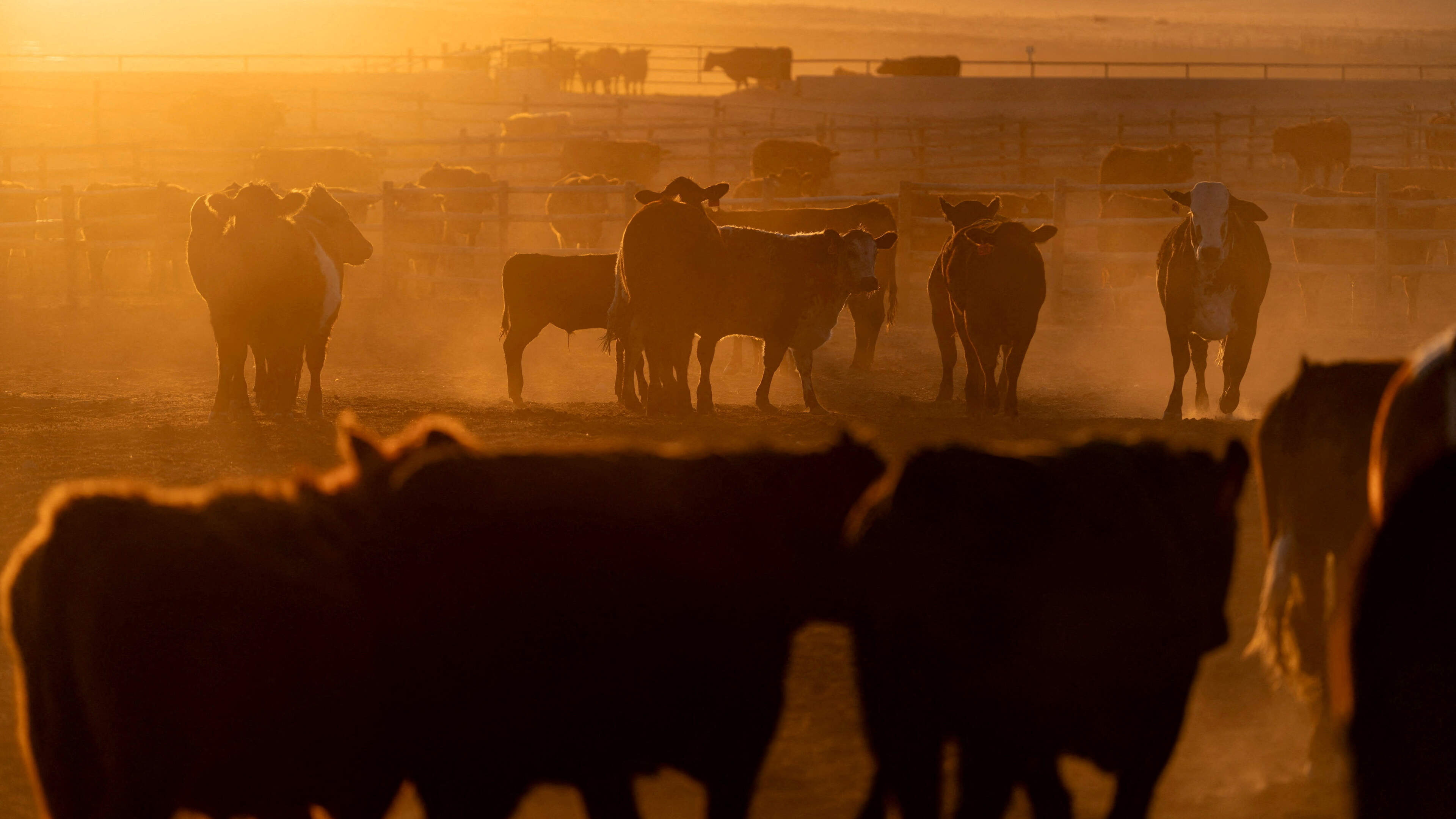 US cattle herd grows slightly in potential sign of rebuilding