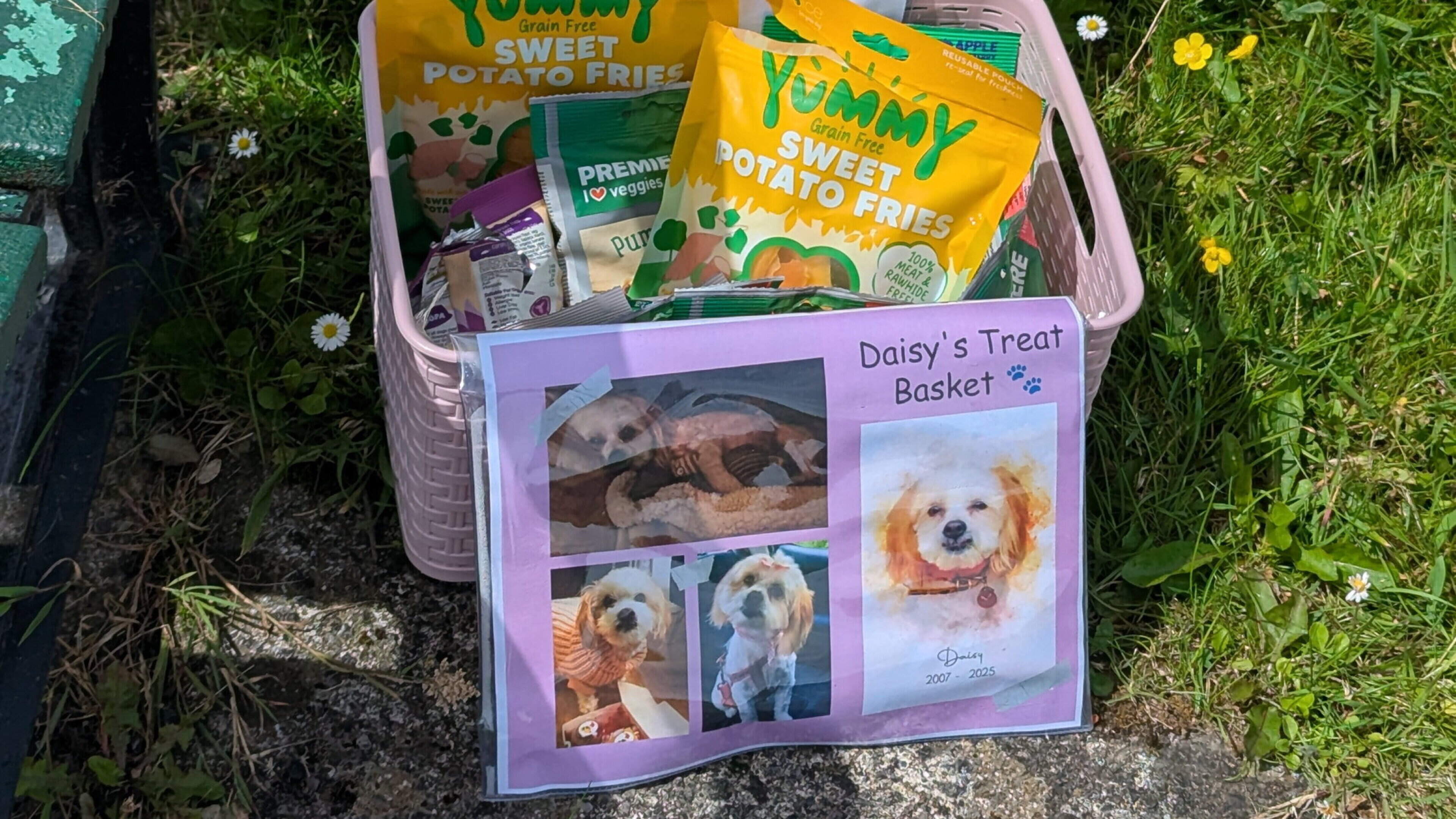 Spotted in Kerry: A simple tribute to a beloved dog that reminds us that the world isn't all doom and gloom