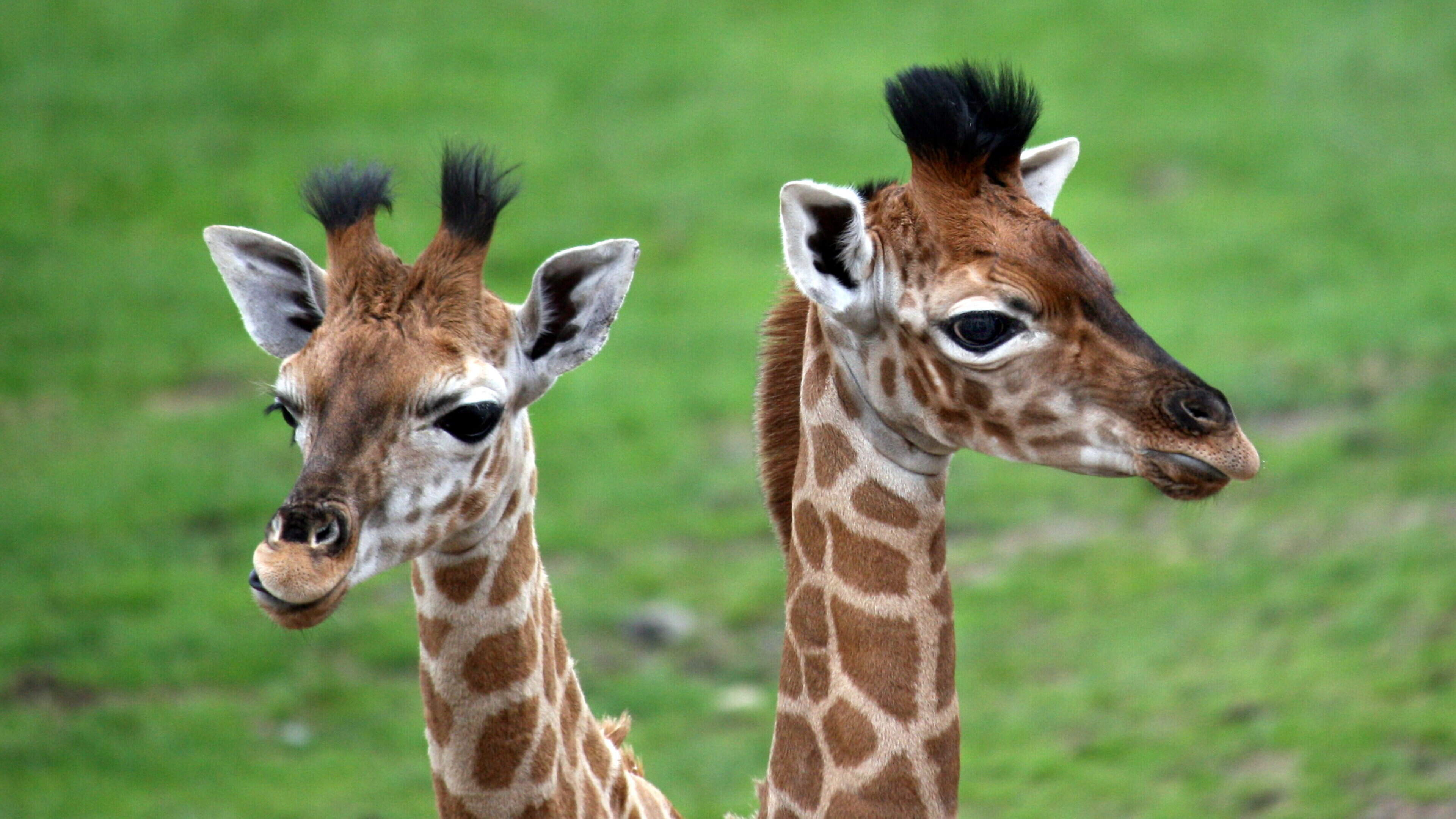 Two baby giraffes who went missing from Virginia zoo a year ago are found safe