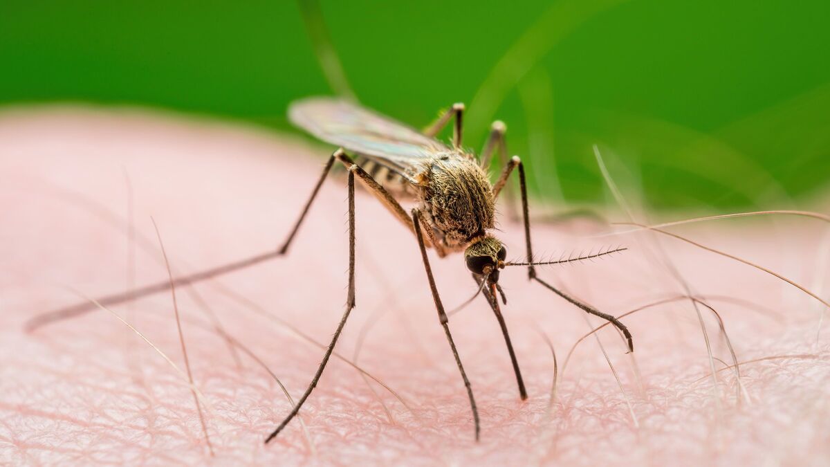 NI town found to be a mosquito hotspot as Queen’s researchers uncover record numbers