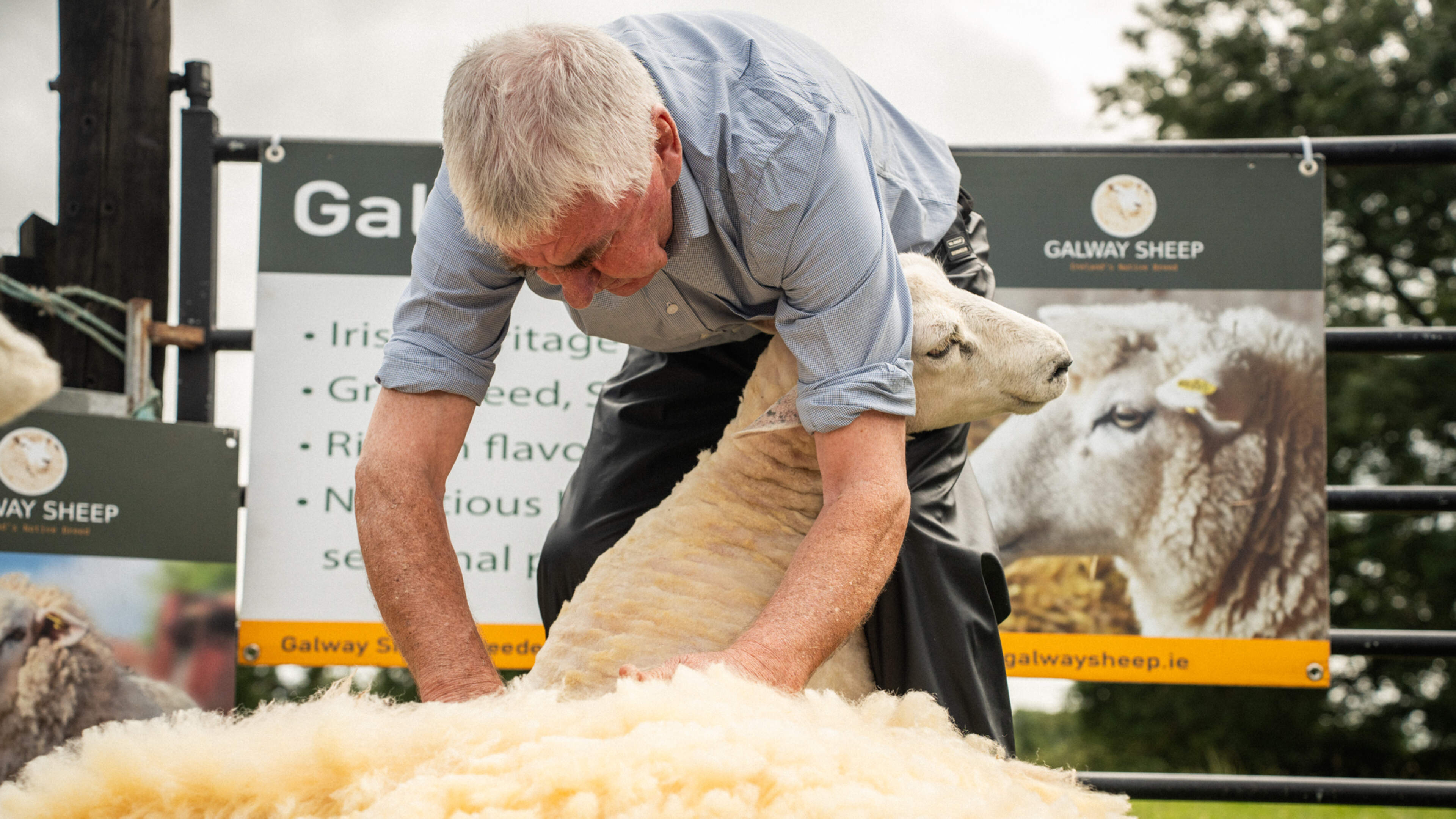 Avoca renews major wool partnership with Galway Wool Co-Op