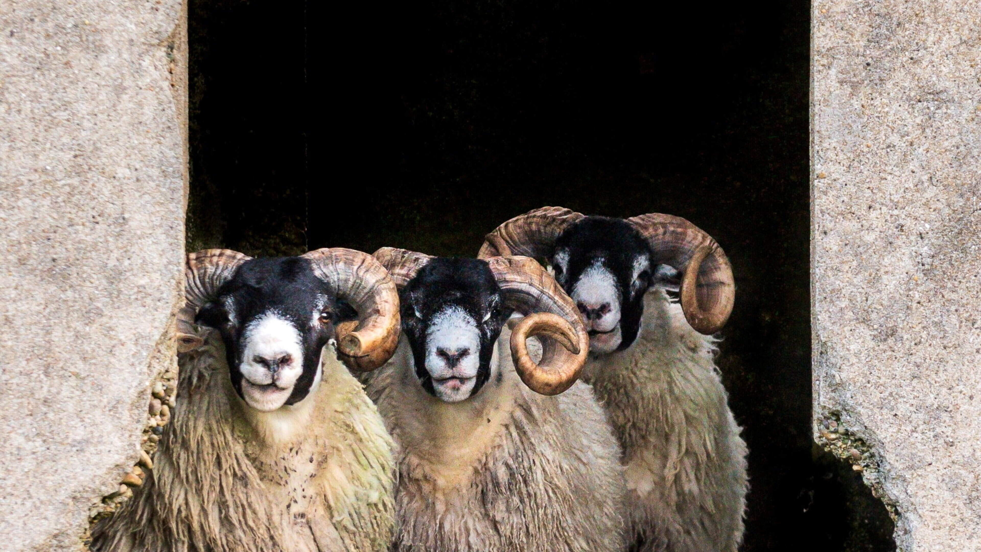 Don Conroy to launch Wicklow Photography Group exhibition at Wicklow Library