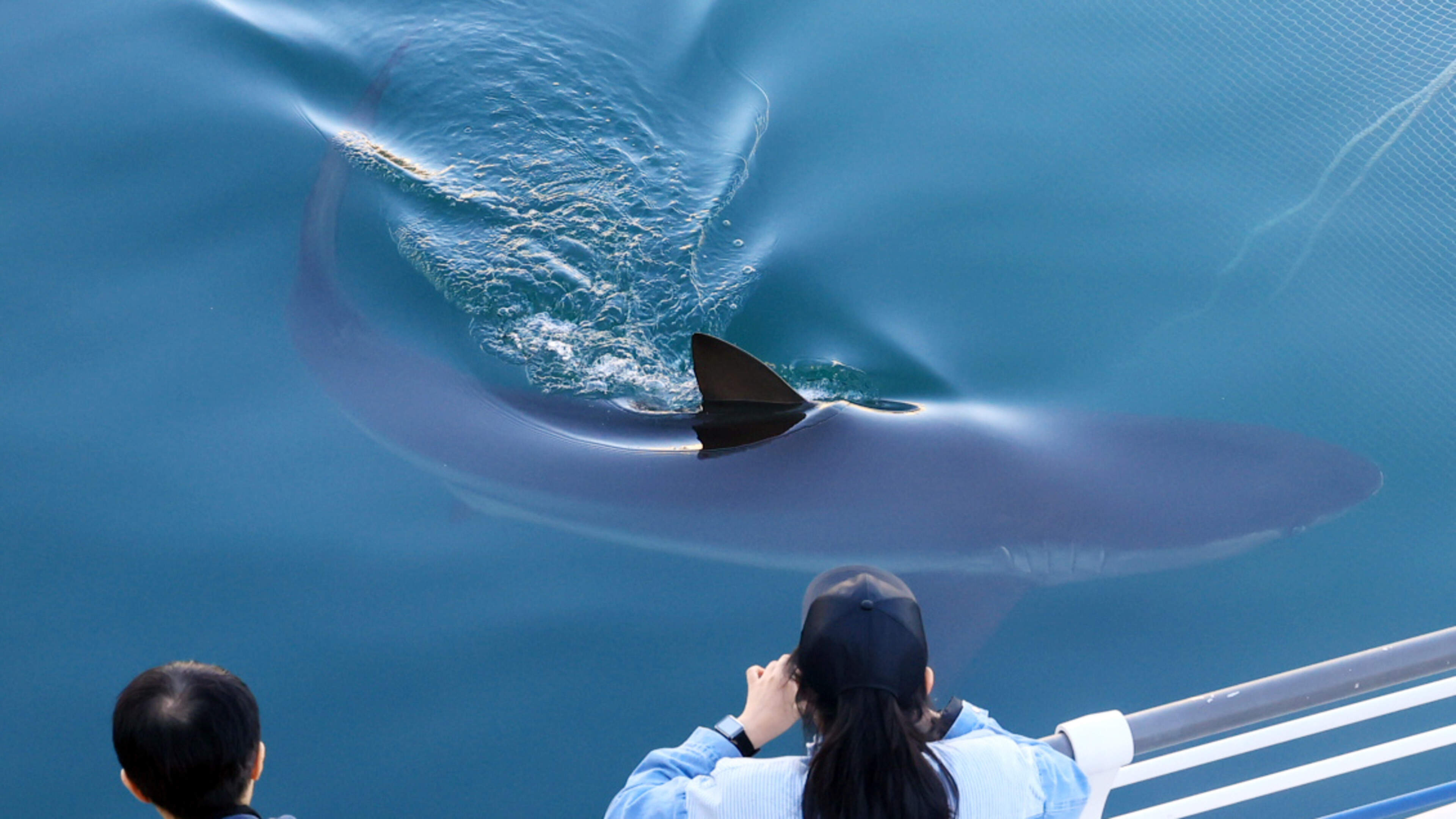 South Korean city seeks new ways to free ‘celebrity’ shark stuck in canal