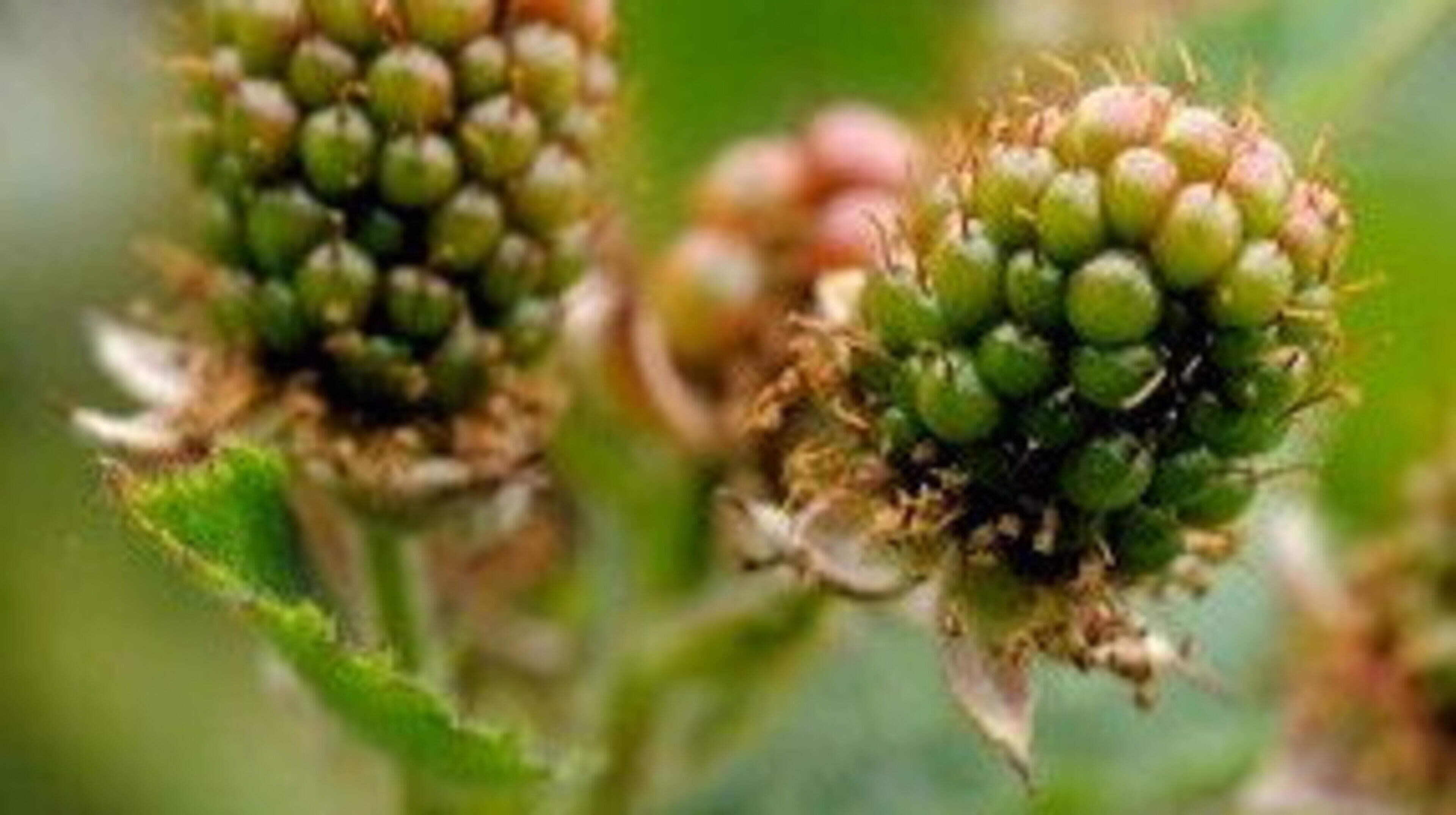 Nature Trail: Tracing the ancestry of your local Bramble is likely to lead you down a complex and convoluted path