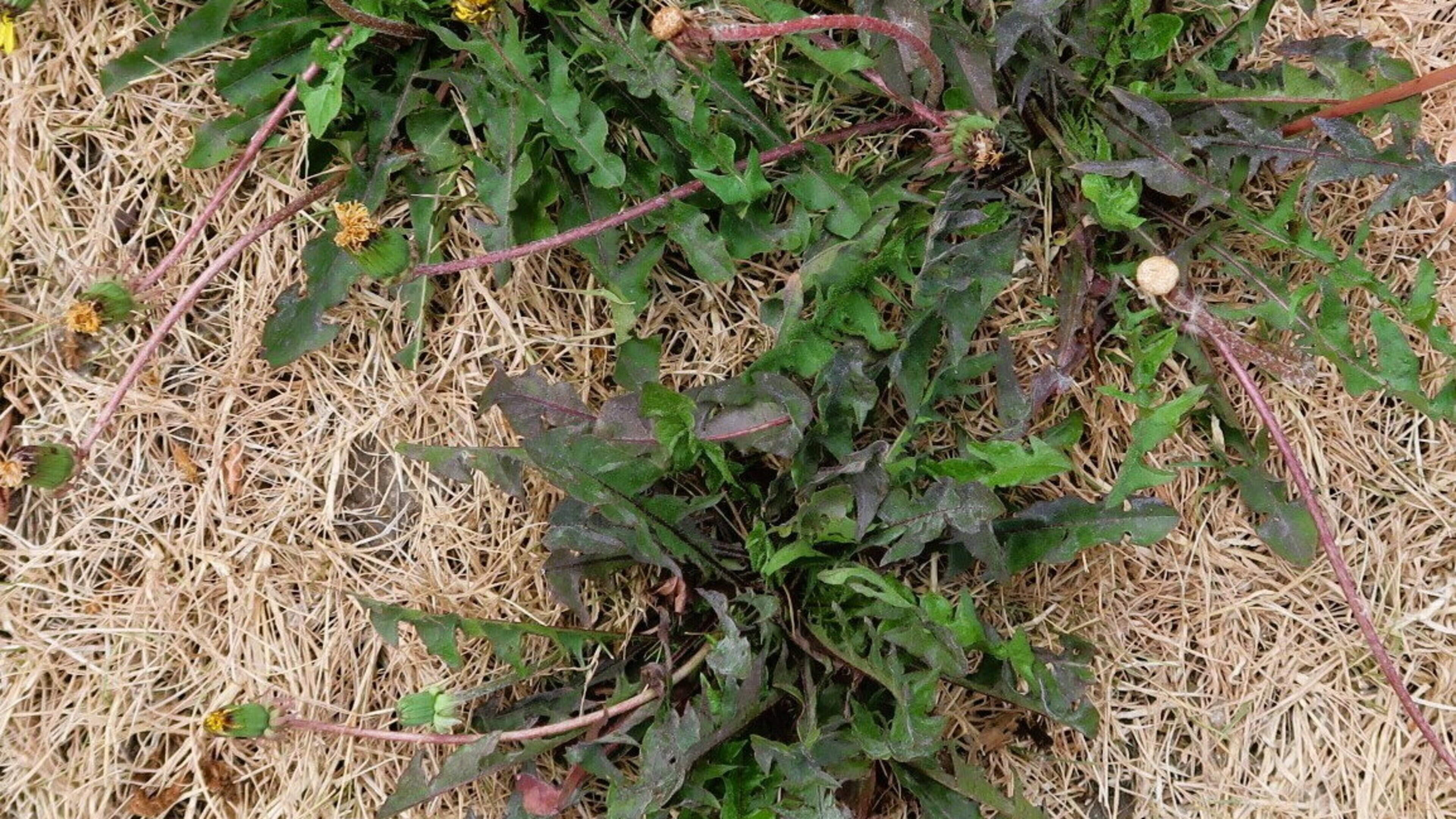 Nature Trail: Plants have different root systems to exploit different reserves of water in the soil