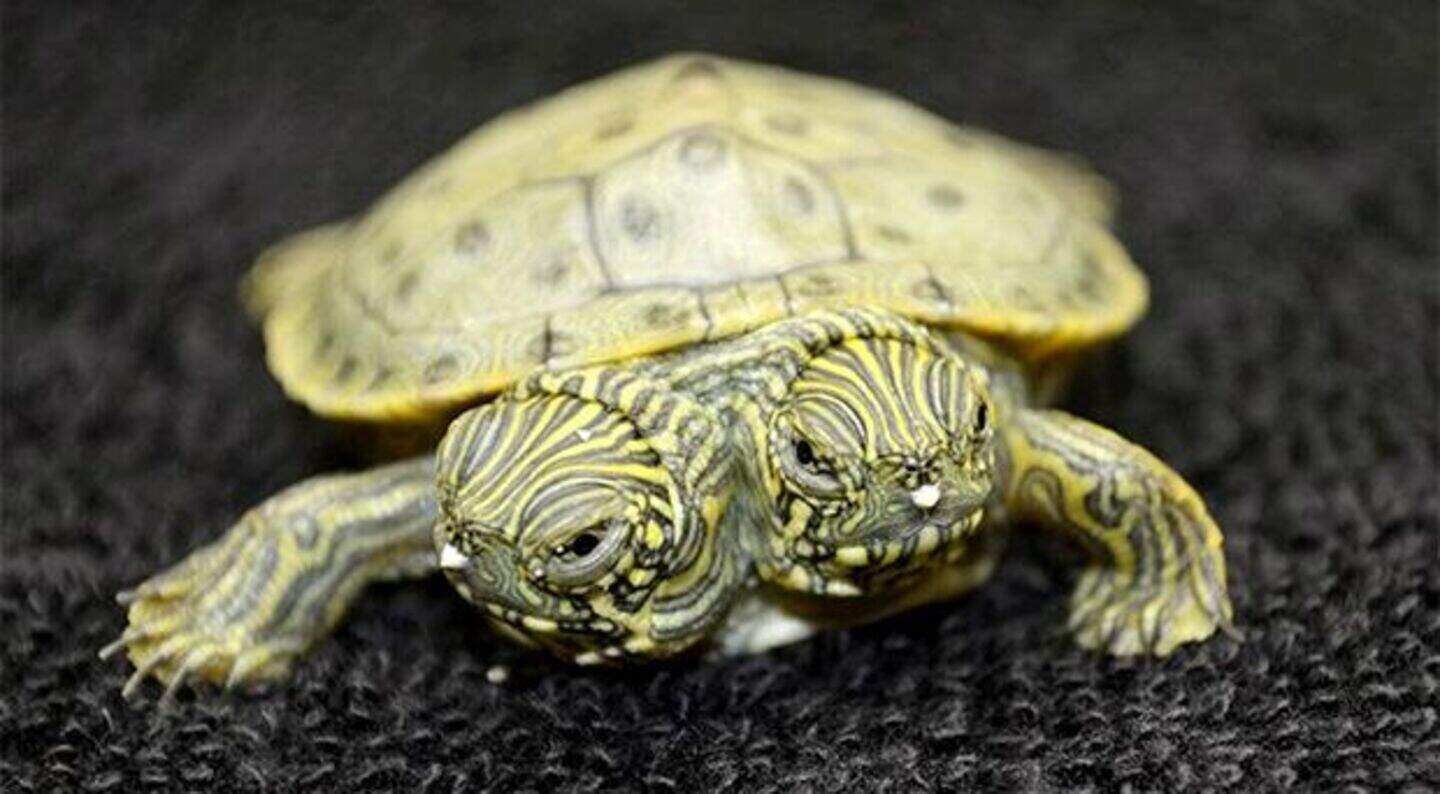 Video: Two-headed turtle wows zoo crowds | Irish Independent