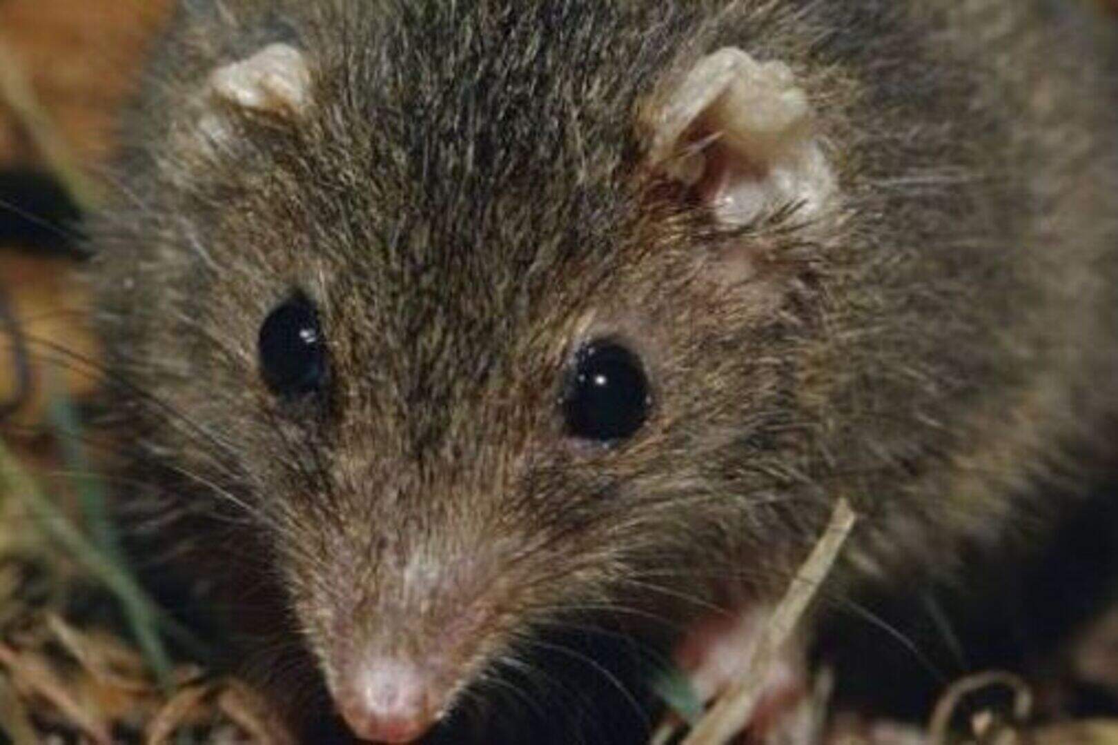 New type of marsupial which mates frantically then dies has been ...