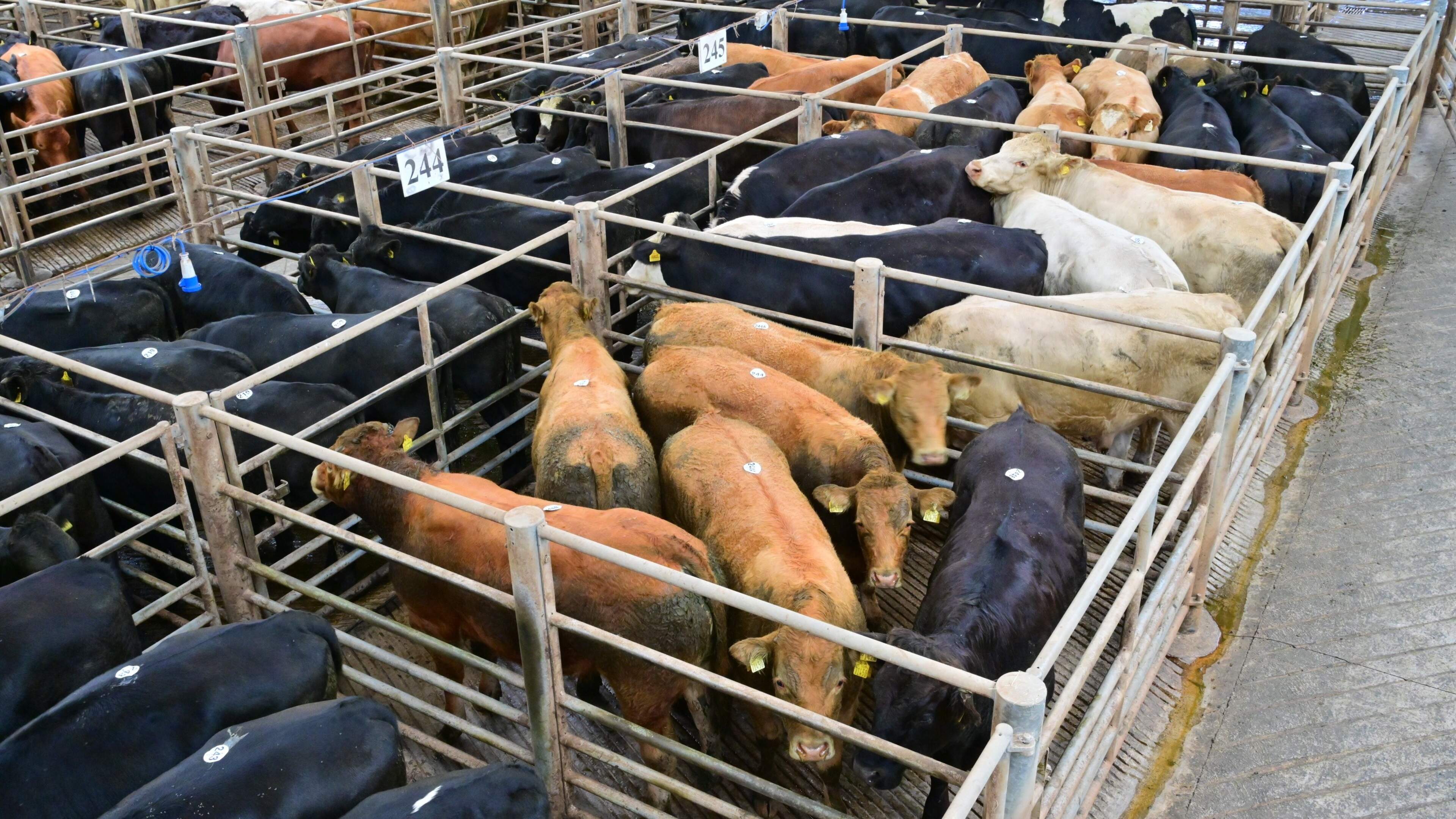 Grass growth drives mart prices higher as factory quotes stand still