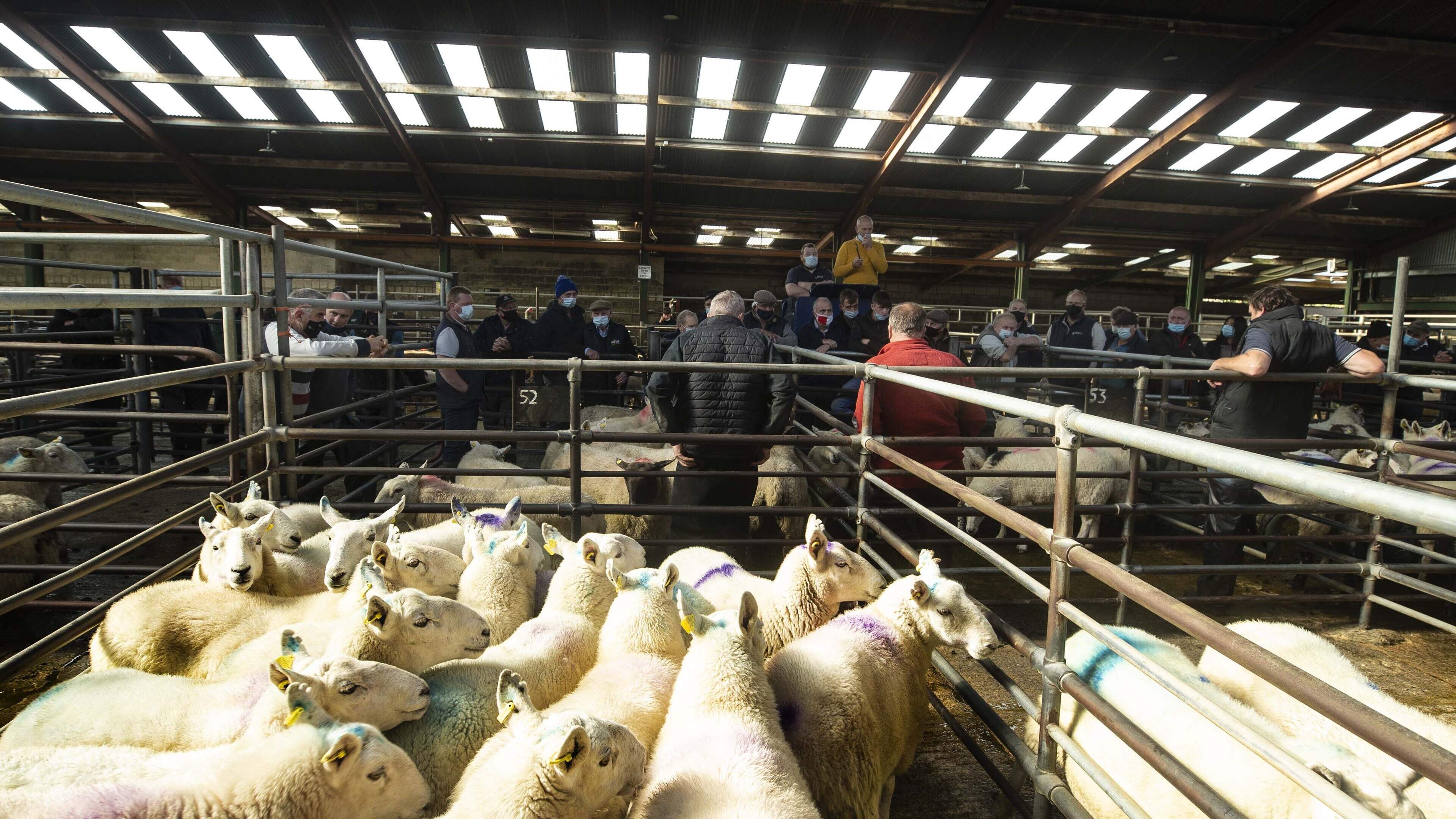 Sheep prices hold after ICM cuts as factories point to weaker European demand