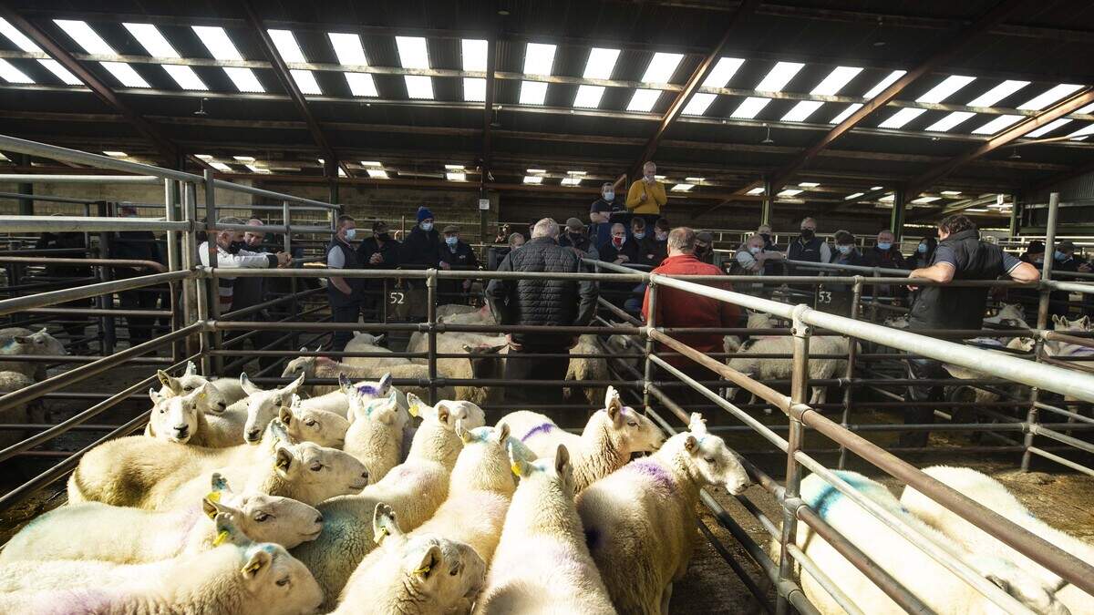 Sheep prices hold after ICM cuts as factories point to weaker European demand