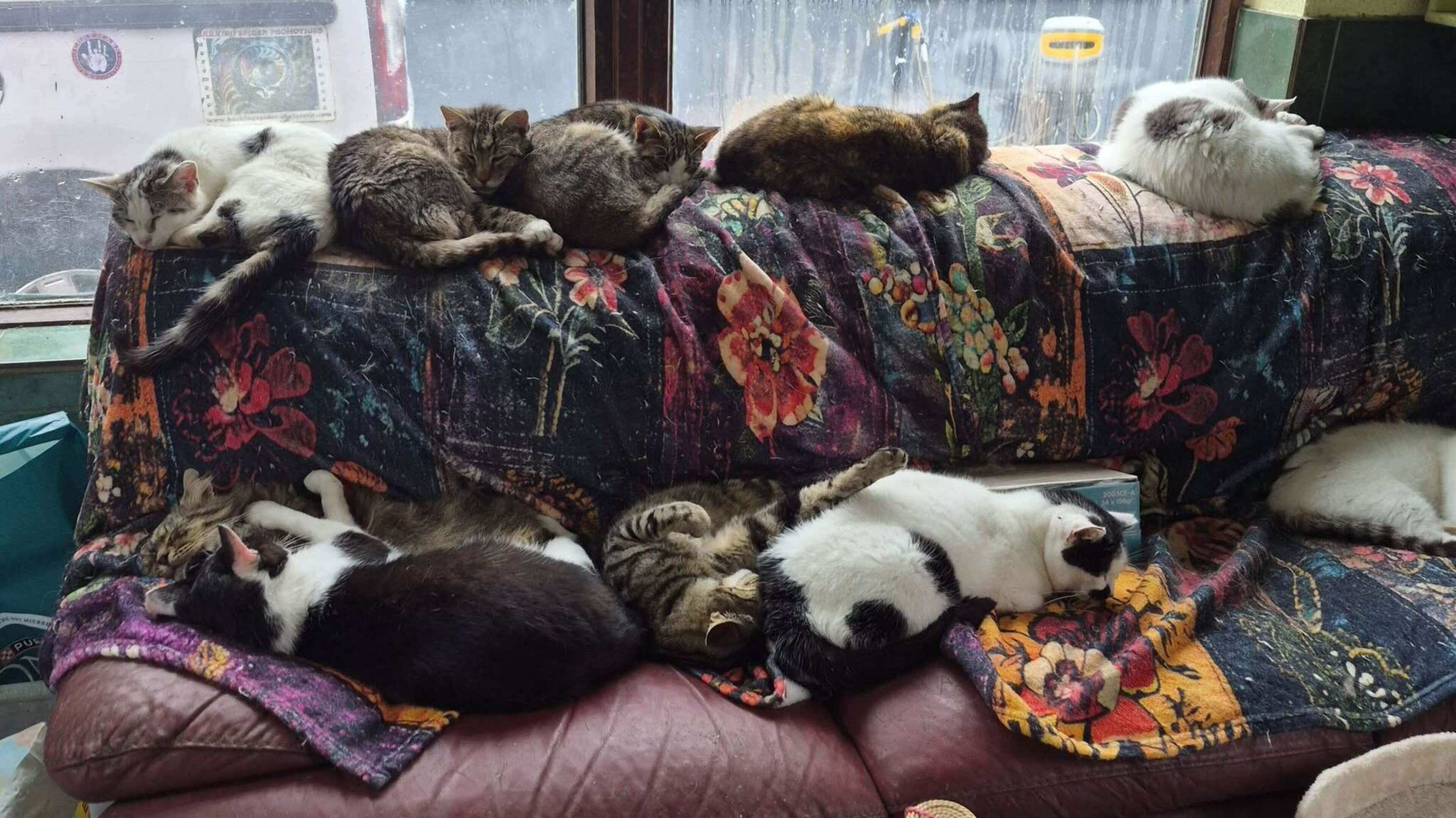 ‘My worst nightmare’ - Clare animal sanctuary closed until further notice following virus outbreak